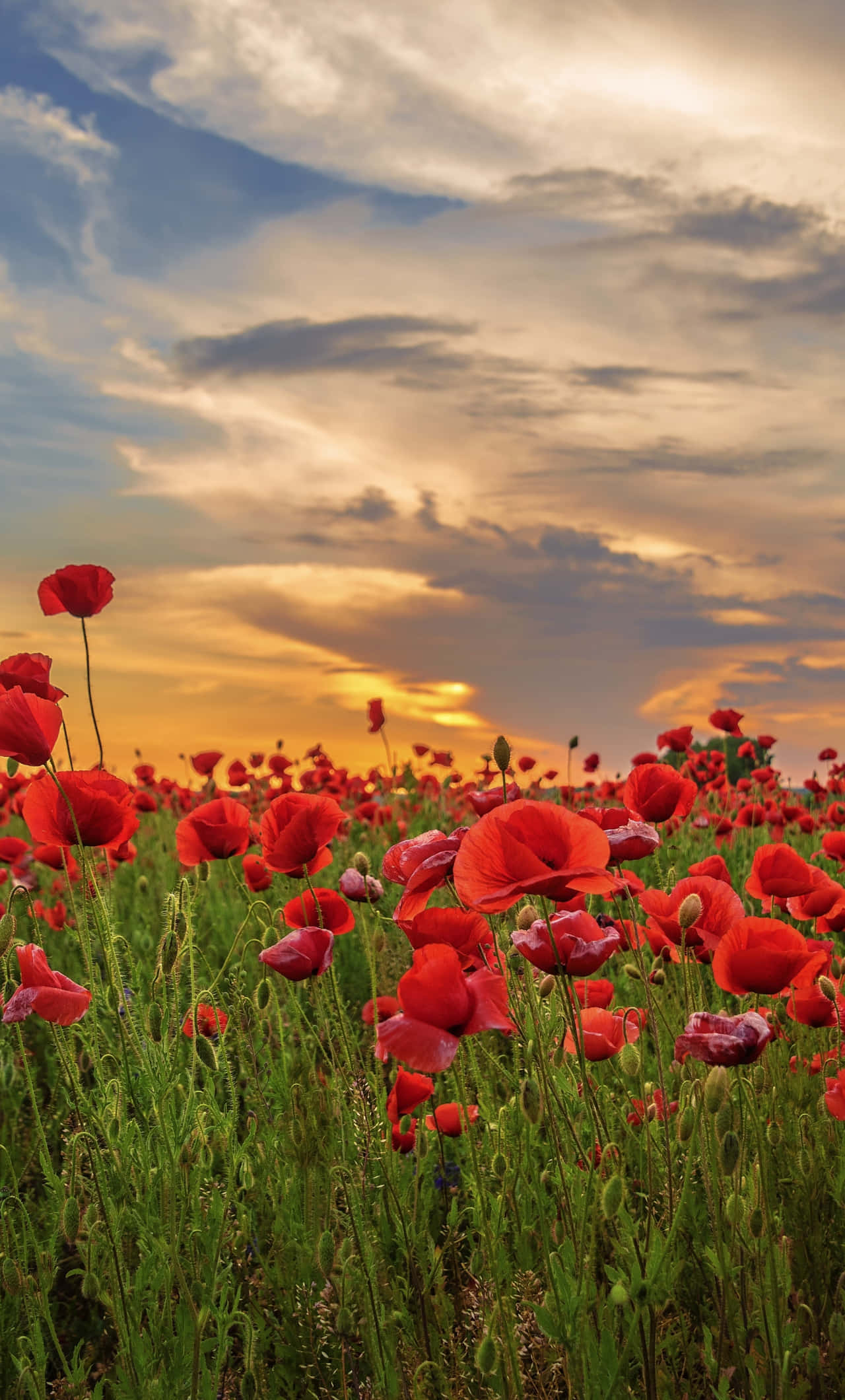 Poppy Field 桌布 壁紙 — 鮮豔的紅色罌粟花在金色夕陽田野中搖曳，天空戲劇性多雲。