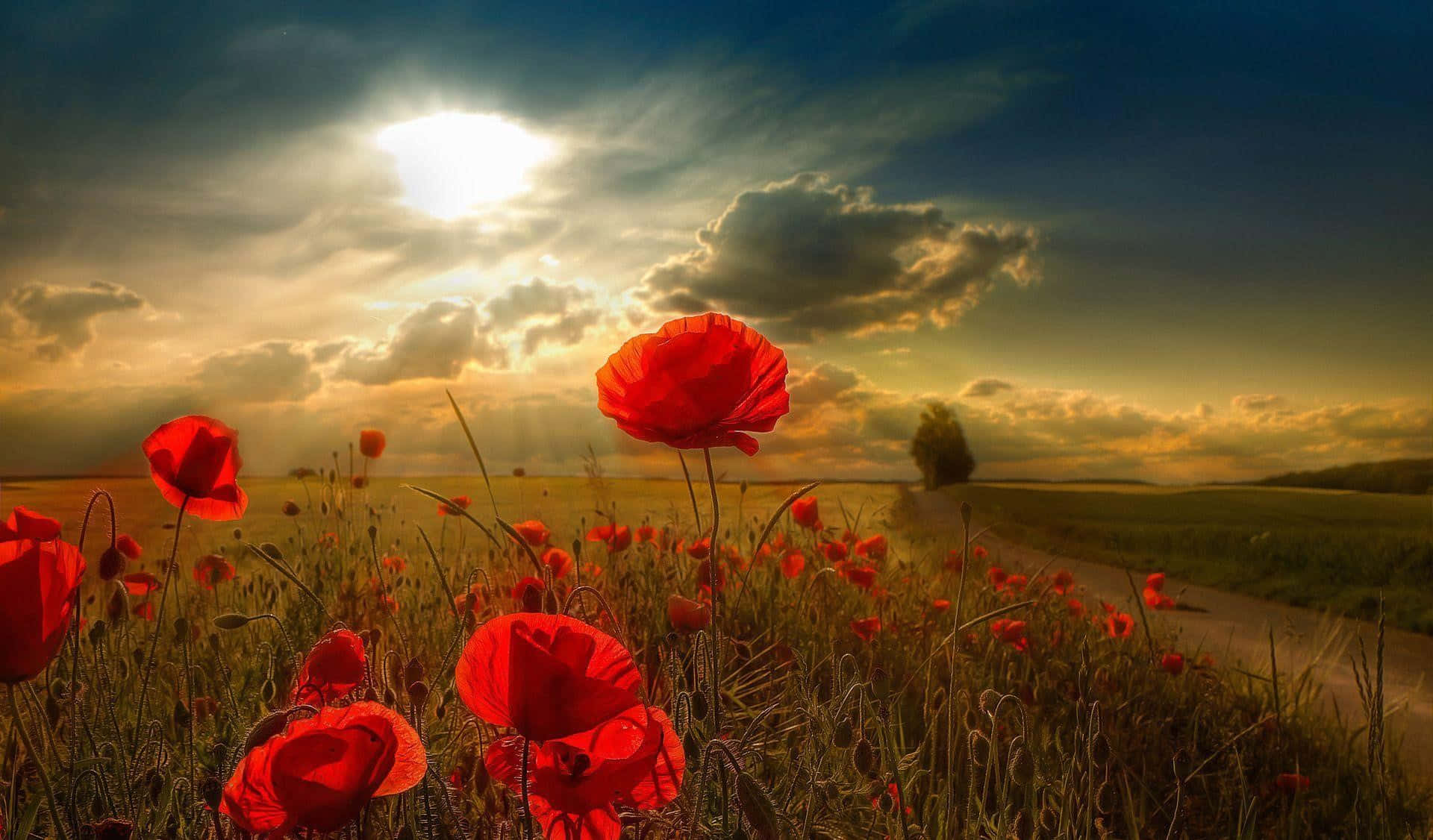 Poppy 桌布 壁紙 — 鮮豔的紅色罌粟花在金色田野中盛開，天空上演戲劇性的日落，陽光穿透雲層。