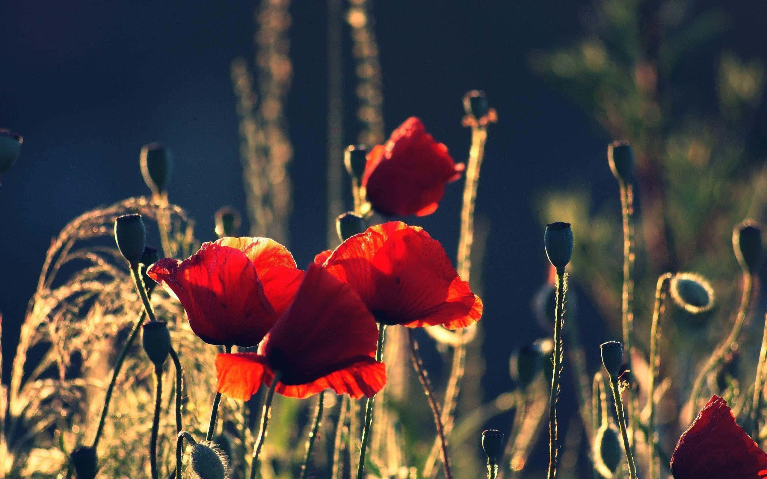 Poppy 桌布 壁紙 — 鮮豔的紅色罌粟花在金色逆光中綻放，背景是深藍色的暮色天空和模糊的草叢。