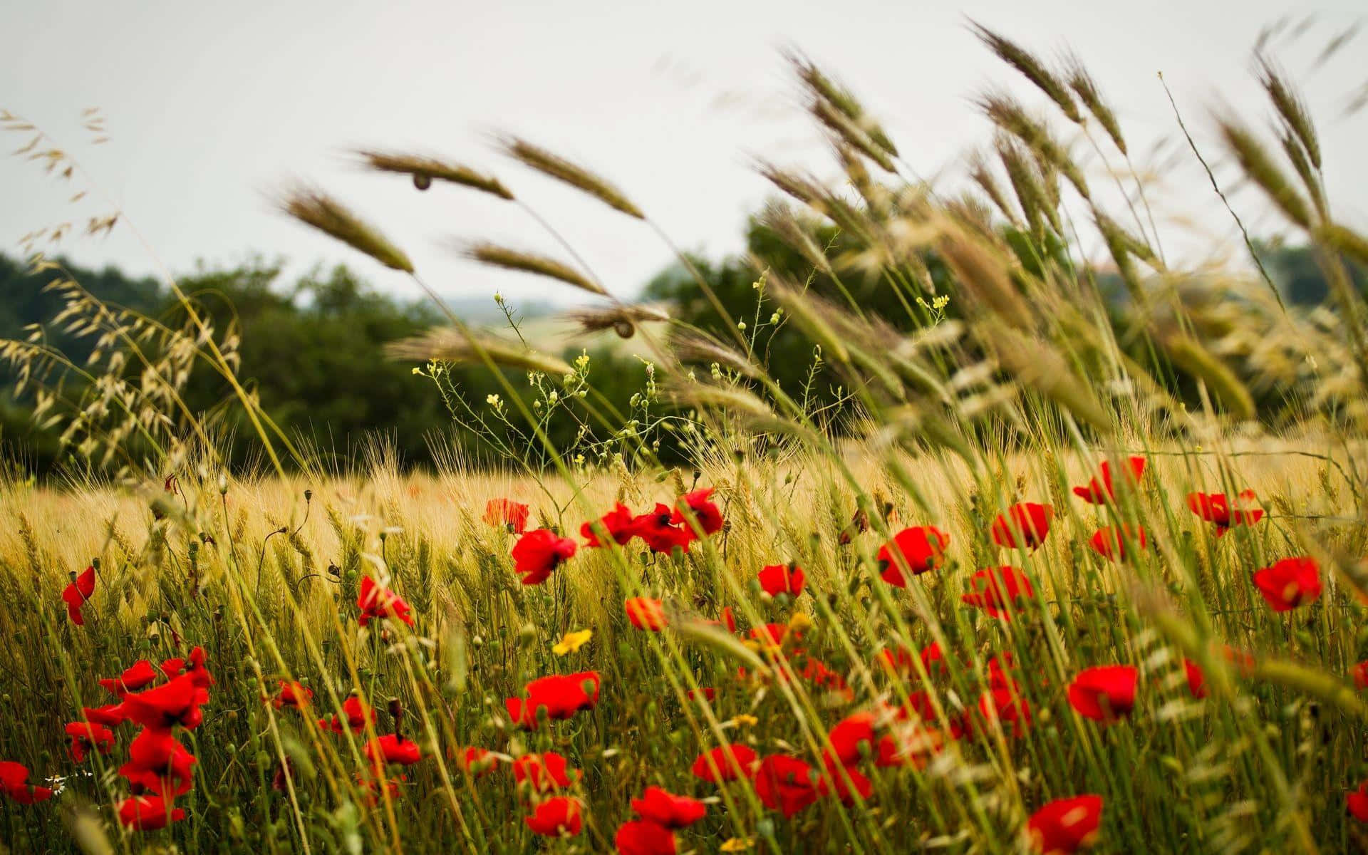 Poppy 桌布 壁紙 — 鮮豔的紅色罌粟花在金色麥稈間盛開，麥稈在柔和天空下微風中搖曳。
