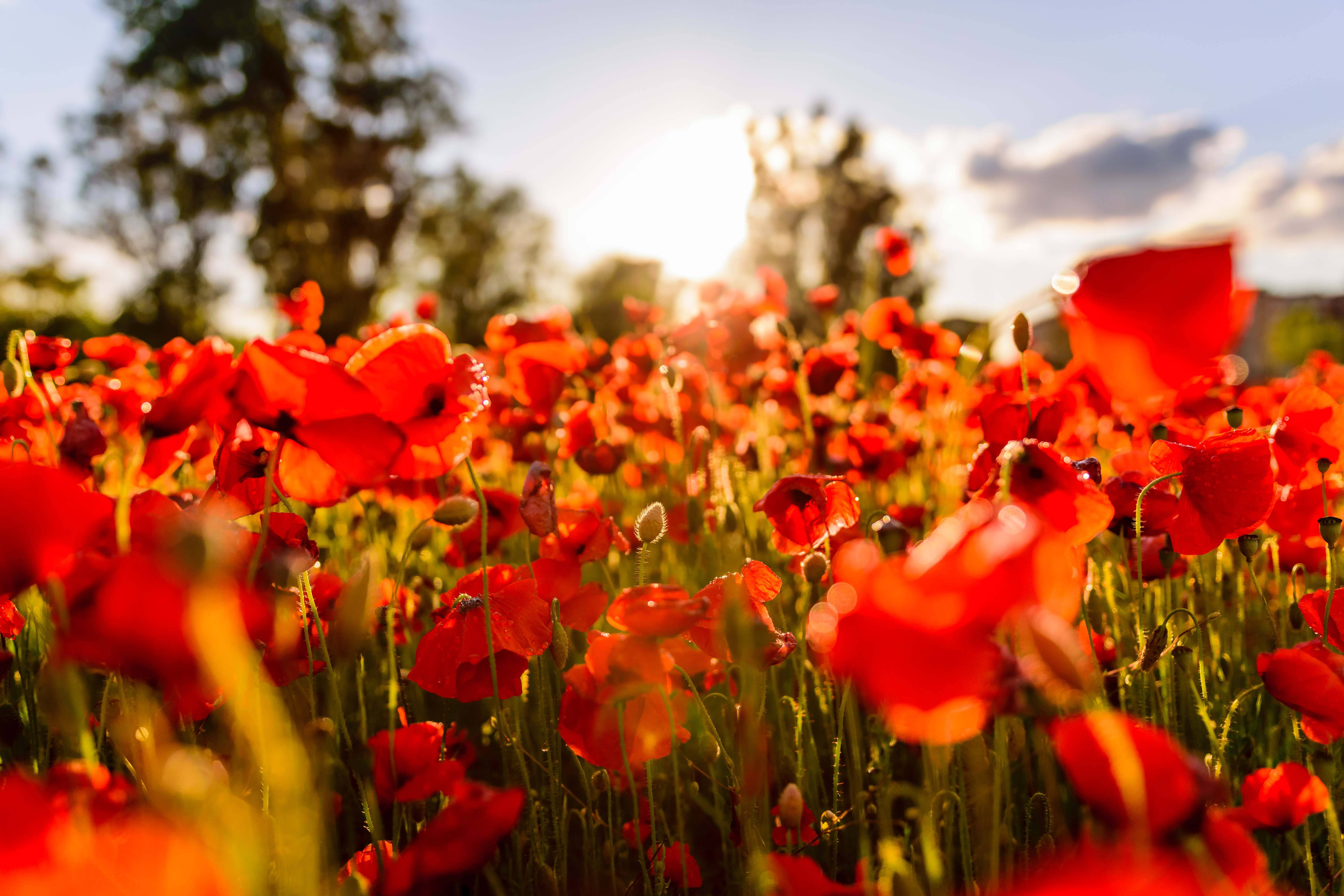 Poppy 桌布 壁紙 — 鮮豔的紅色罌粟花在陽光明媚的田野中盛開，夕陽的金色光芒穿過樹林。