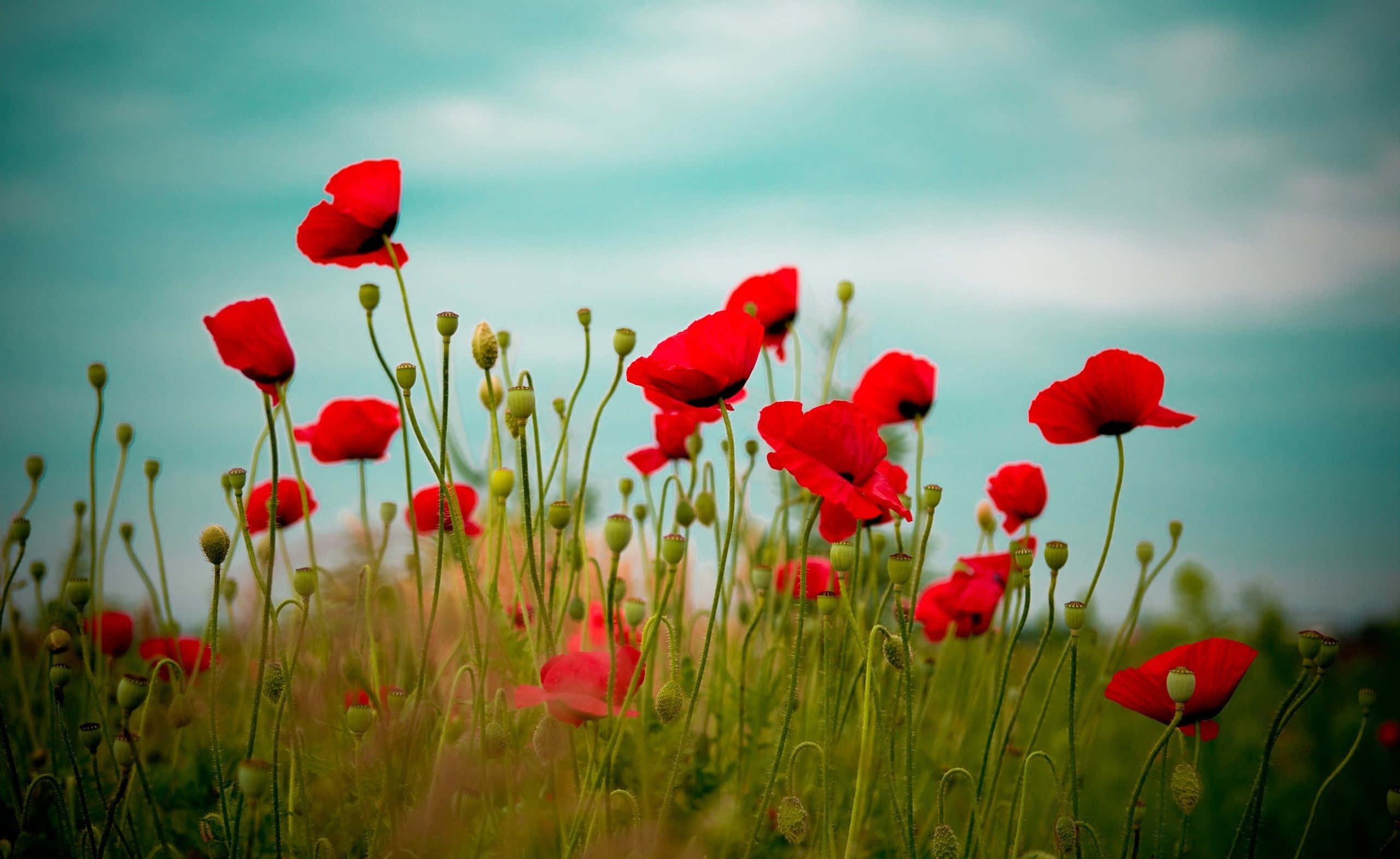 Poppy 桌布 壁紙 — 鮮豔的紅色罌粟花在陽光明媚的田野中輕輕搖曳，襯托著柔和的青綠色天空，帶有模糊的綠色莖和花蕾。