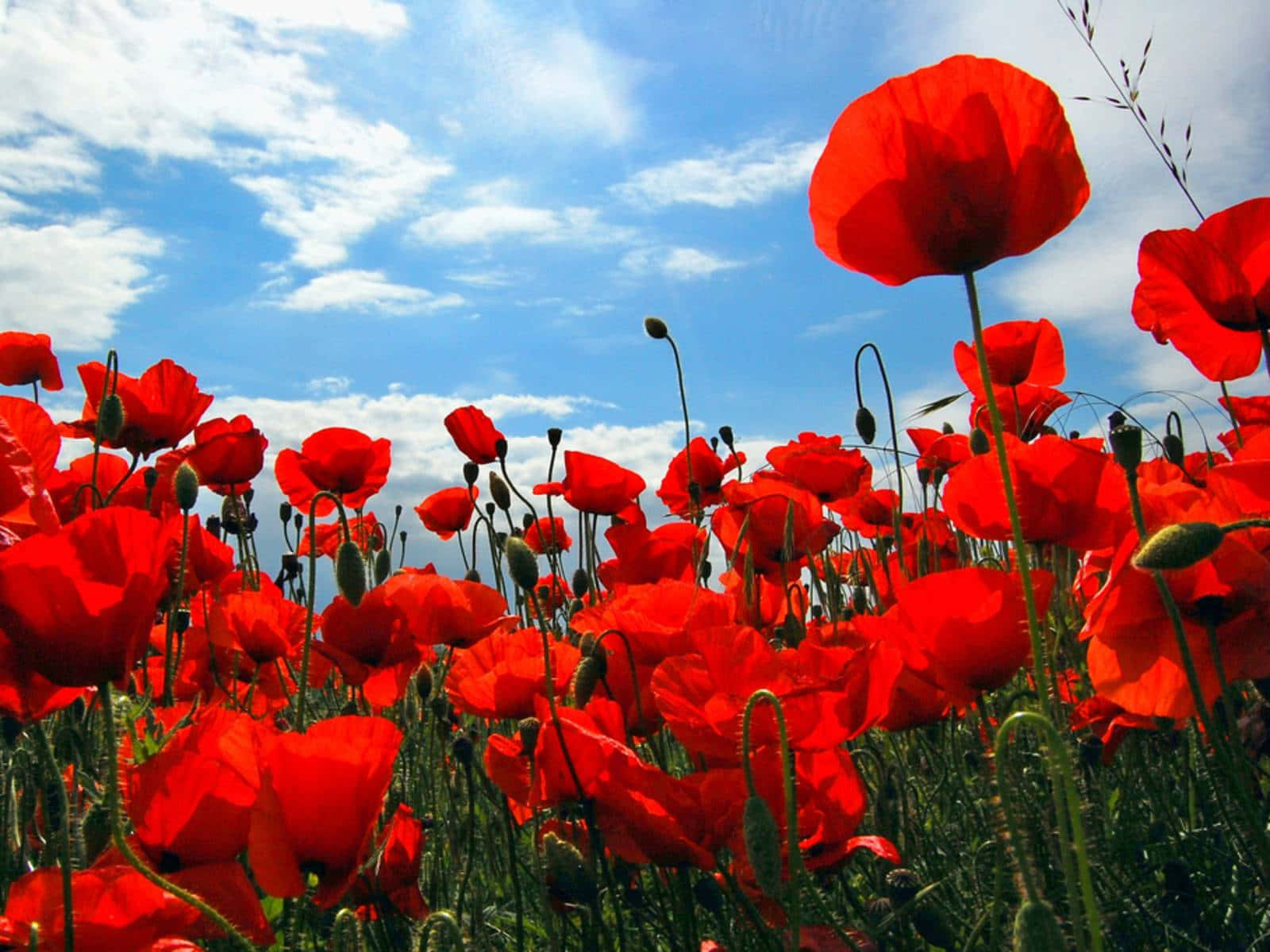 Poppy 桌布 壁紙 — 鮮豔的紅色罌粟花在陽光明媚的田野中盛開，天空湛藍，白雲點點。