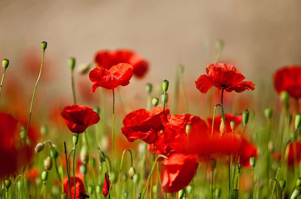 Poppy 桌布 壁紙 — 鮮豔的紅色罌粟花在陽光明媚的田野中盛開，帶有柔軟的綠色莖幹和模糊的泥土背景。