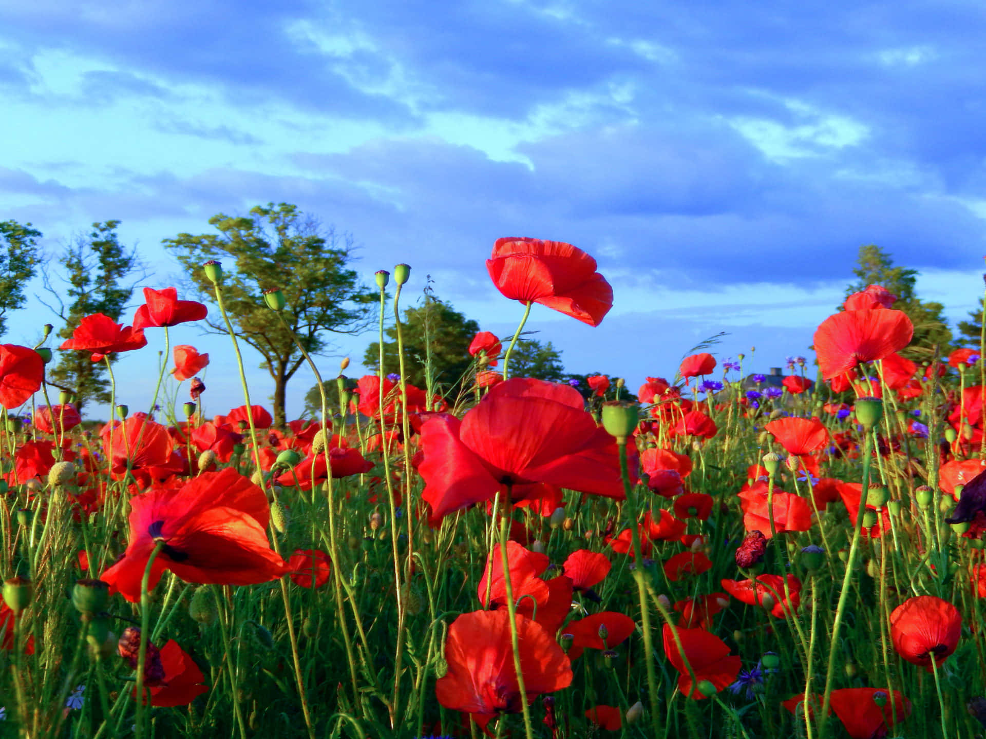 Poppy Field 桌布 壁紙 — 鮮豔的紅色罌粟花在陽光明媚的田野中搖曳，背景是帶有散雲的戲劇性藍天。