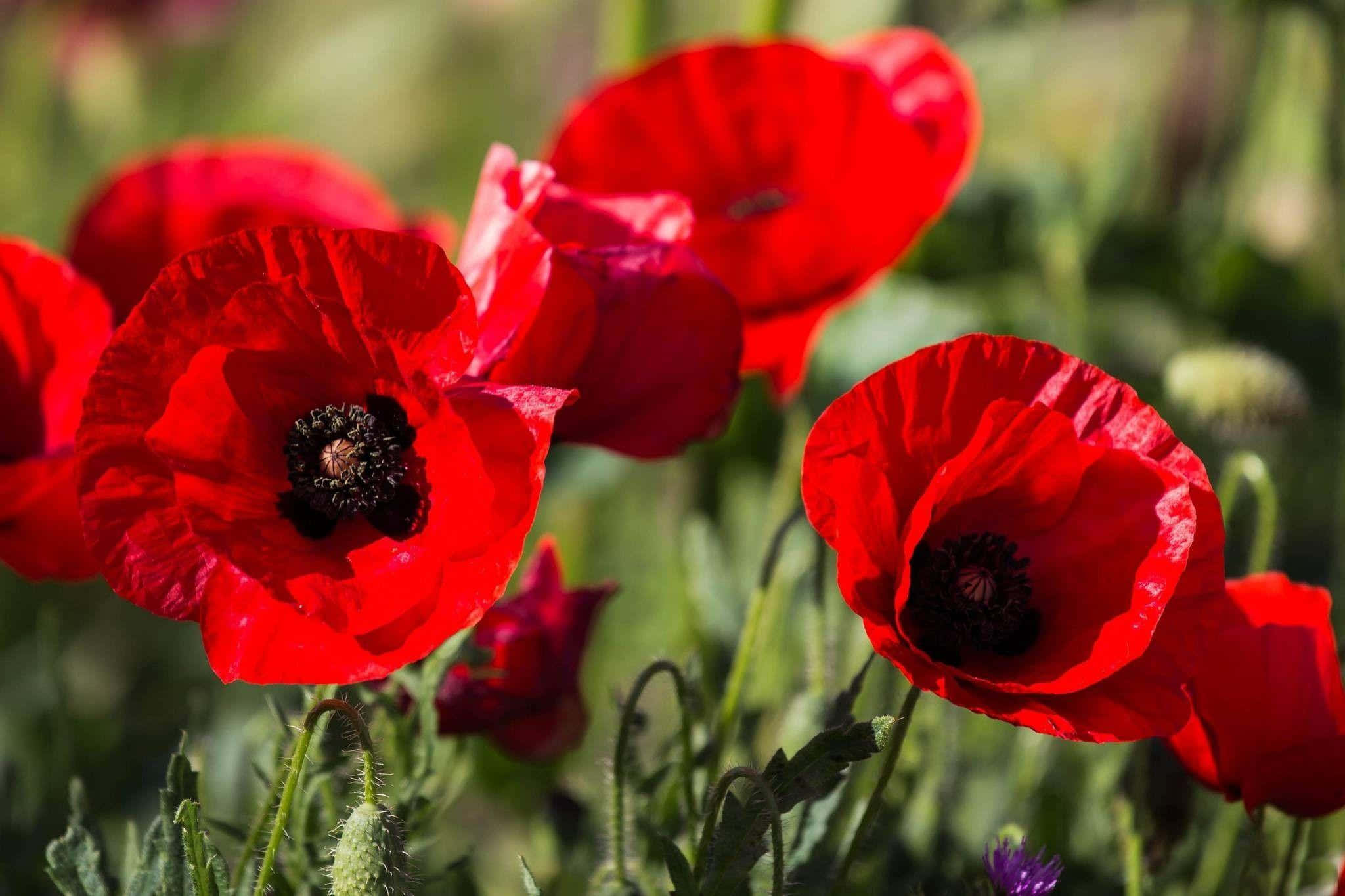 Poppy 桌布 壁紙 — 鮮豔的紅色罌粟花在陽光明媚的田野中盛開，背景有茂密的綠色莖稈和模糊的樹葉。