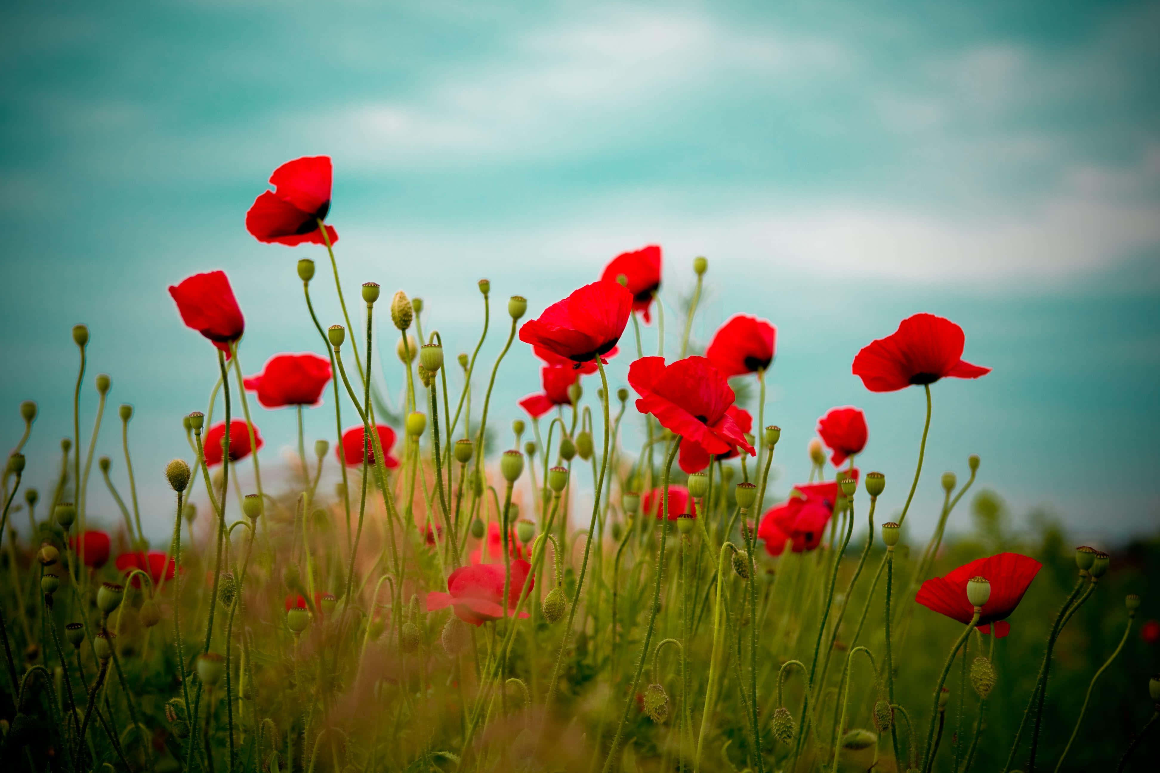 Poppy 桌布 壁紙 — 鮮豔的紅色罌粟花在陽光明媚的田野中輕輕搖曳，背景是柔和的青綠色天空和縷縷白雲。