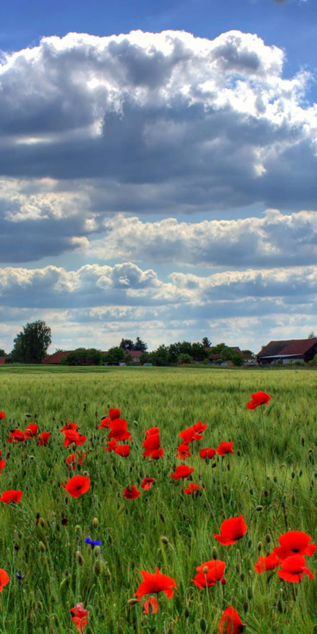 Poppy Field 桌布 壁紙 — 鮮豔的紅色罌粟花在陽光明媚的綠色田野中盛開，天空戲劇性地多雲，遠處有房屋。