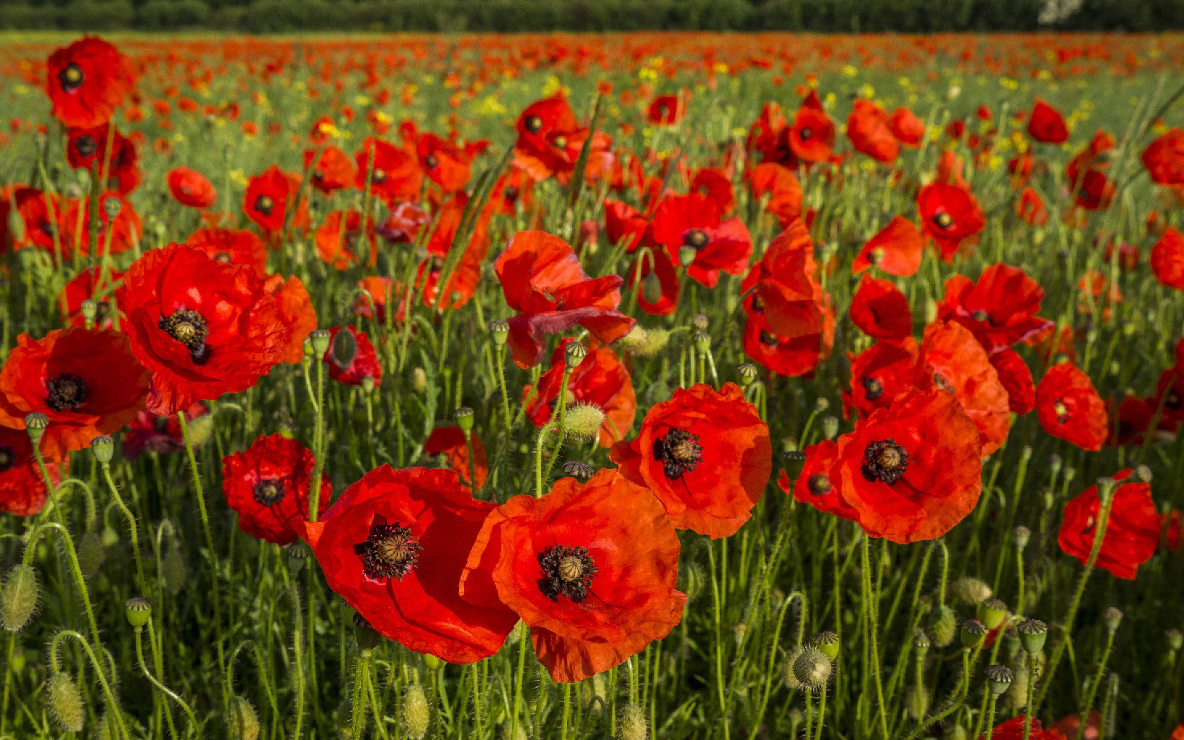 Poppy 桌布 壁紙 — 鮮豔的紅色罌粟花在陽光明媚的綠色田野中密集盛開，遠處有樹木，天空晴朗。