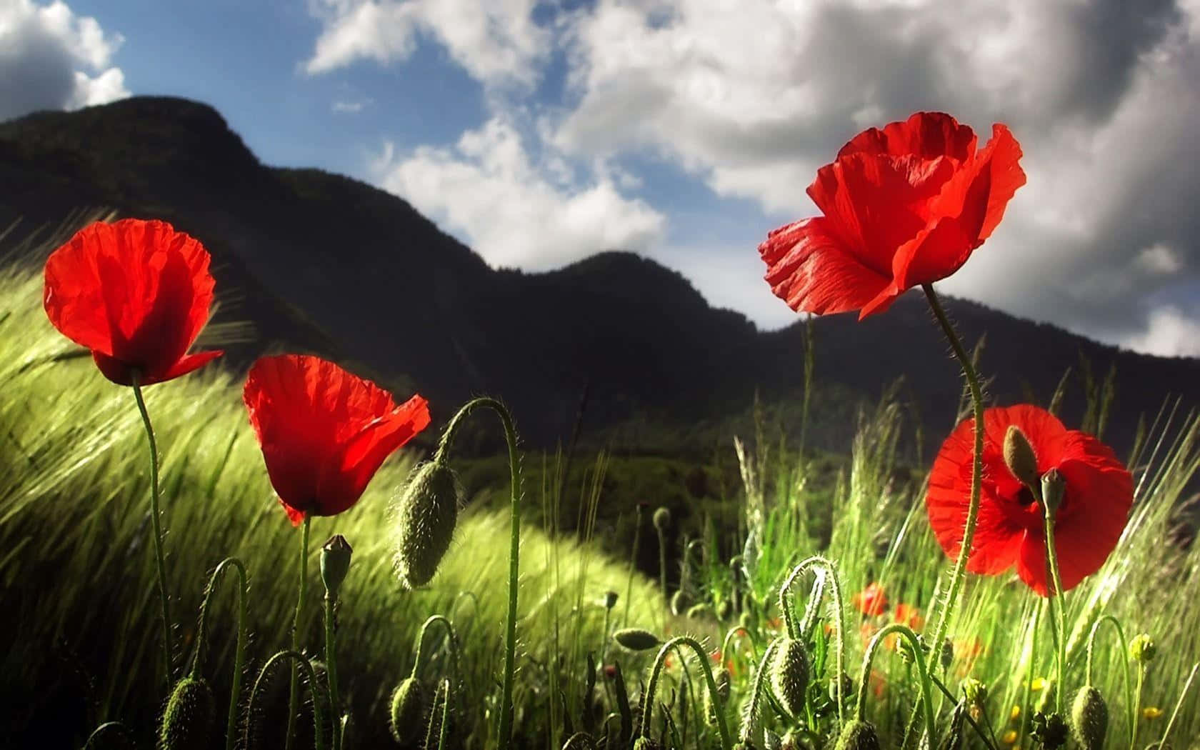 Poppy 桌布 壁紙 — 鮮豔的紅色罌粟花在陽光明媚的草地上盛開，背景是起伏的綠色山丘和頭頂上戲劇性的雲彩。