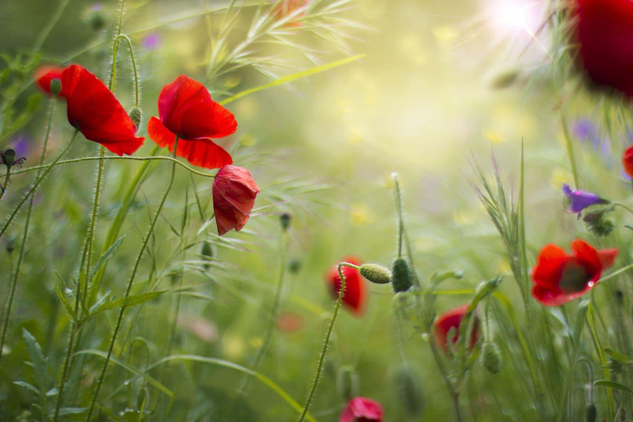 Poppy 桌布 壁紙 — 鮮豔的紅色罌粟花在陽光明媚的草地上輕輕搖曳，伴隨著柔軟的綠草和溫暖逆光中閃爍的模糊野花。