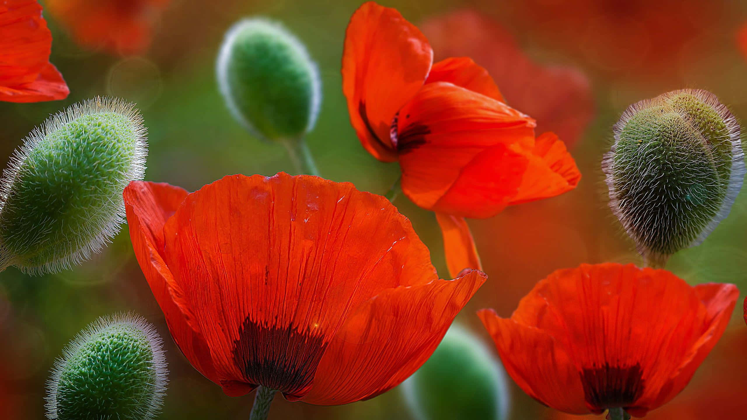 Poppy 桌布 壁紙 — 鮮豔的紅色罌粟花與毛茸茸的綠色花蕾在柔和的模糊背景下盛開。