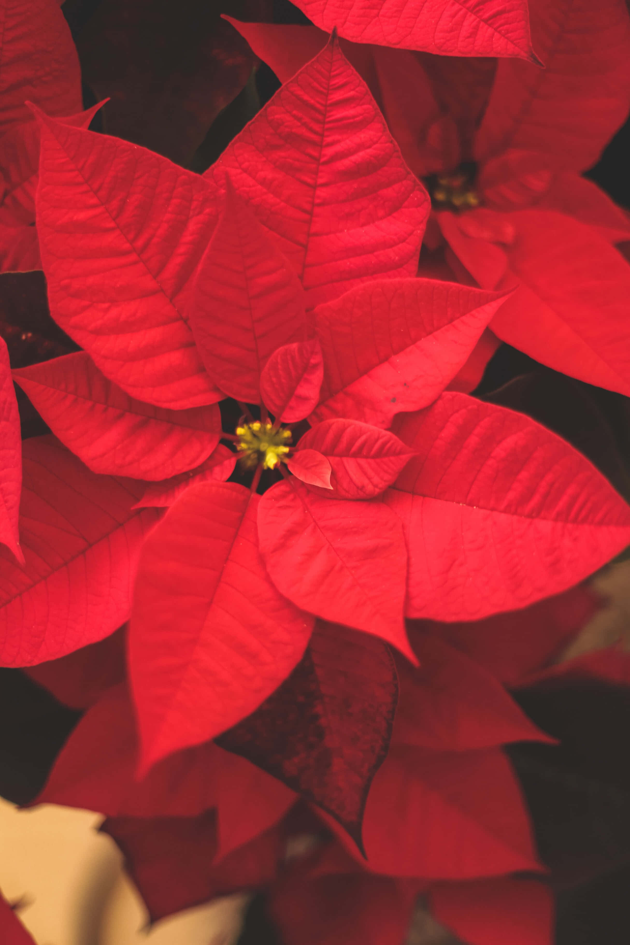 Christmas Scene 桌布 壁紙 — 鮮豔的紅色聖誕紅苞片，帶有黃色中心花朵，在柔焦中襯托深色背景。