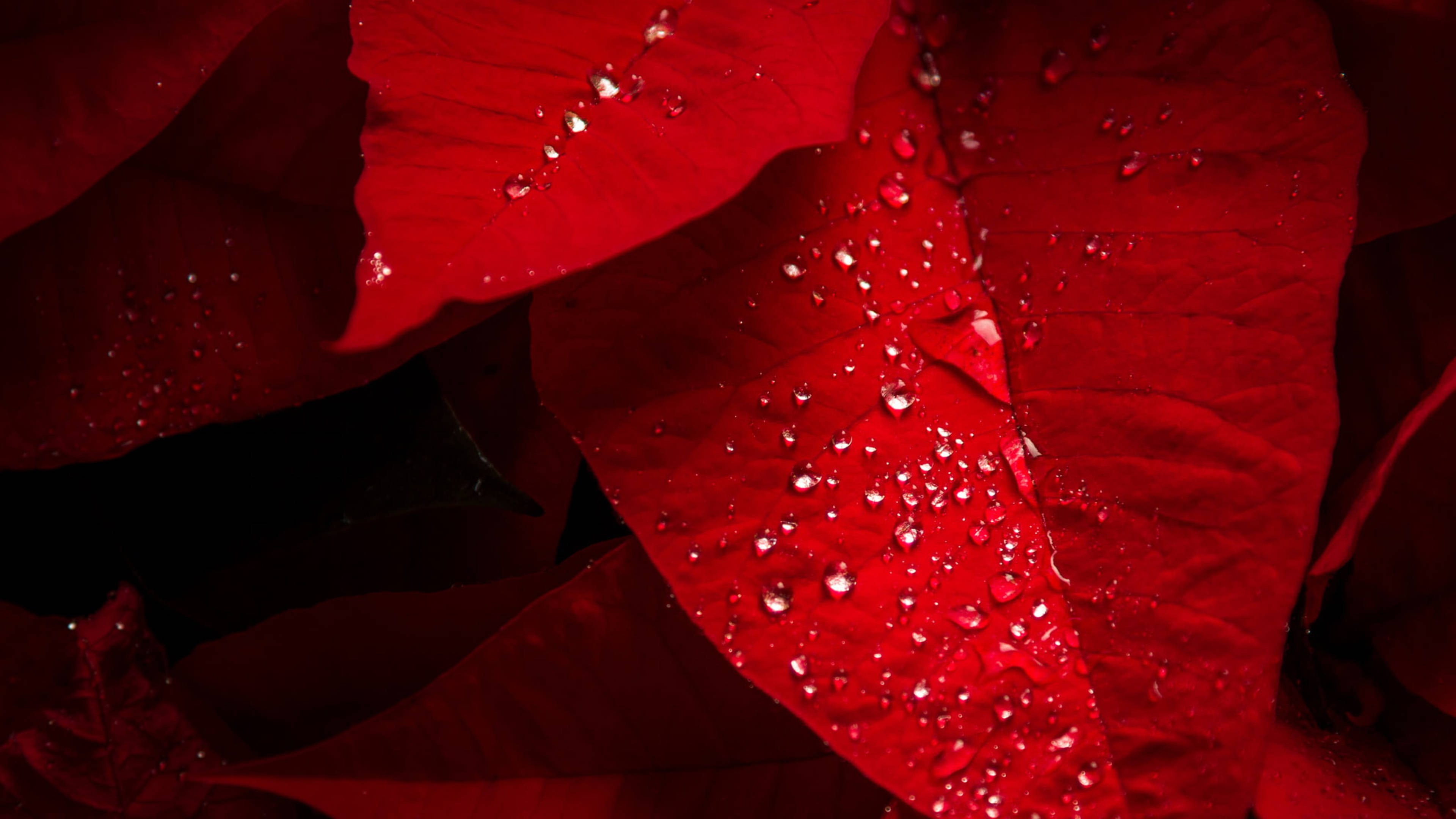 聖誕紅 桌布 壁紙 — 鮮豔的紅色聖誕紅苞片在深色背景下閃爍著露珠。