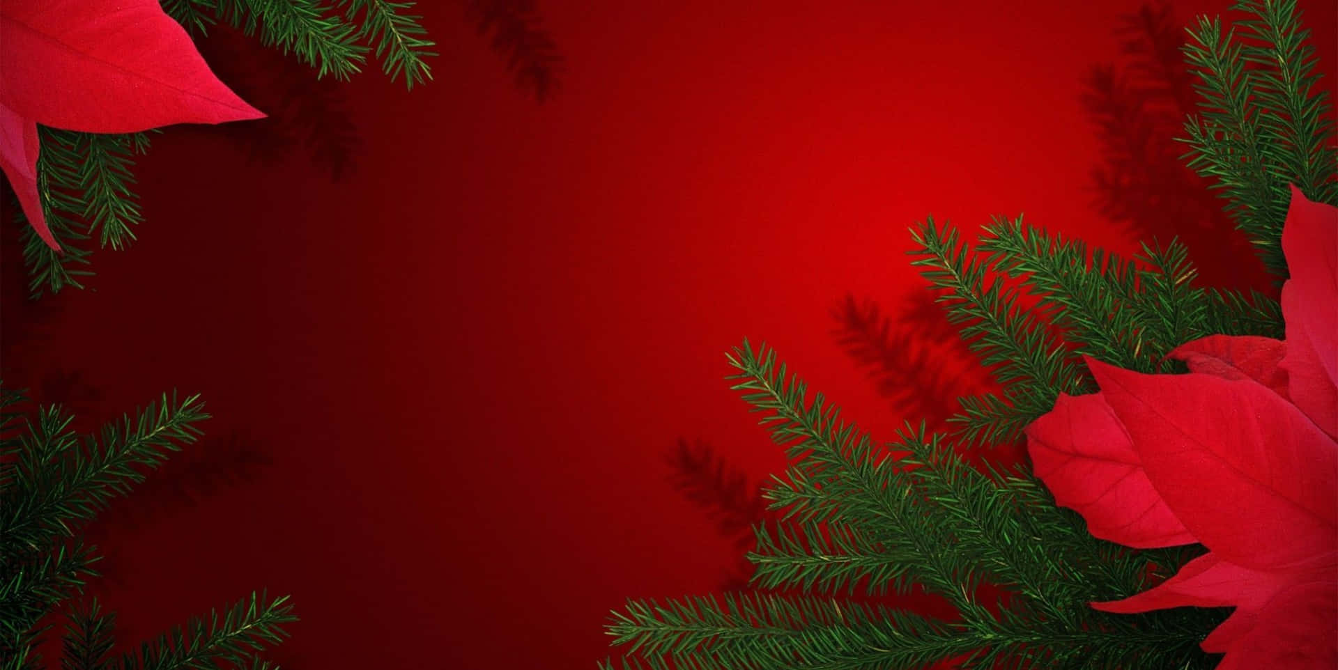 桌布 壁紙 — 鮮豔的紅色聖誕紅葉片和綠色松樹枝條框出深紅色背景，帶有柔和陰影。