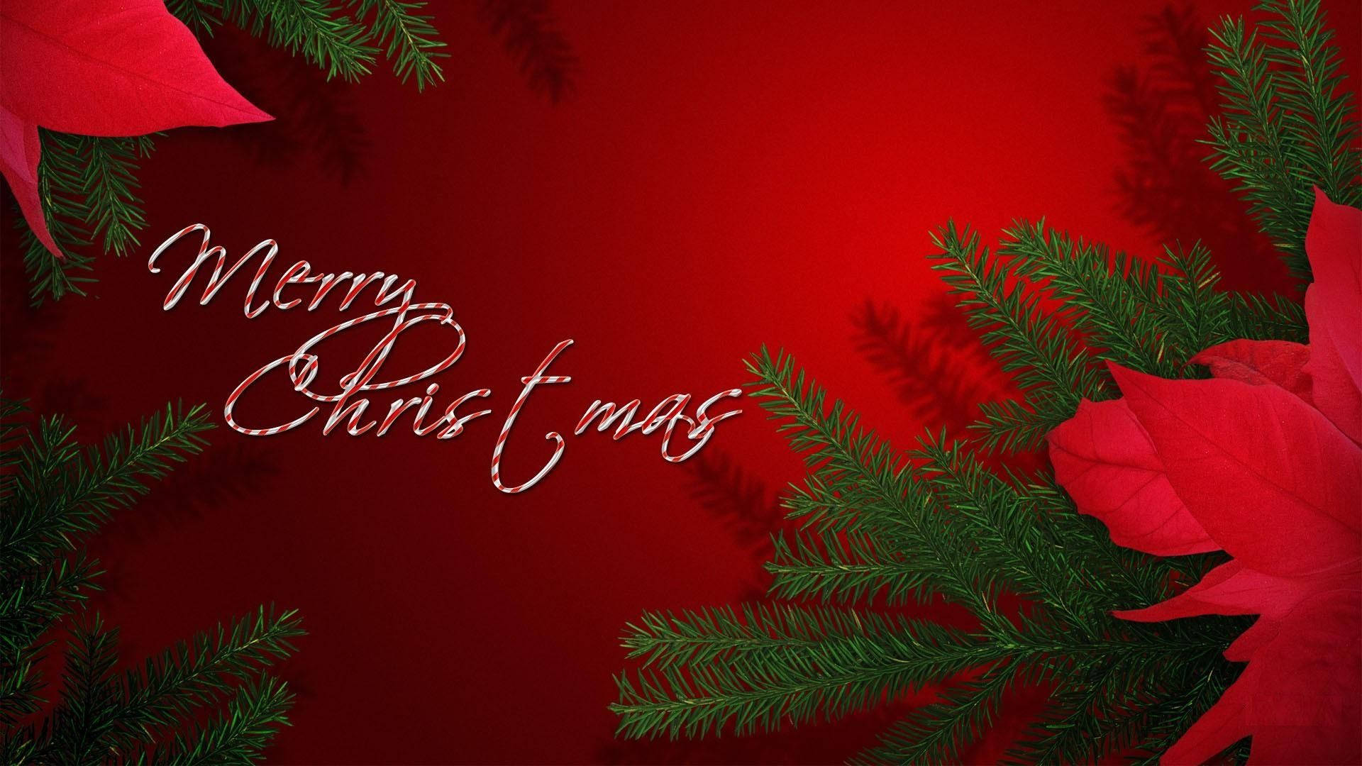 聖誕節 桌布 壁紙 — 鮮豔的紅色背景，由綠色松樹枝和紅色聖誕紅葉子框住，帶有優雅的手寫體Merry Christmas文字。
