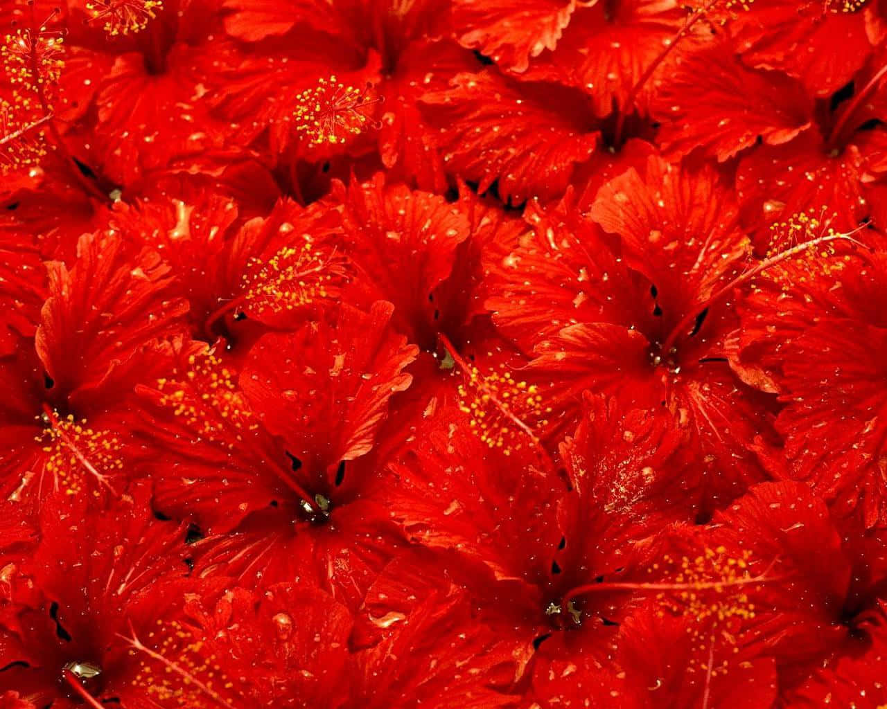 紅色動圖 桌布 壁紙 — 鮮豔的紅色芙蓉花，帶有金色雄蕊和露珠，在茂密的特寫綻放中。