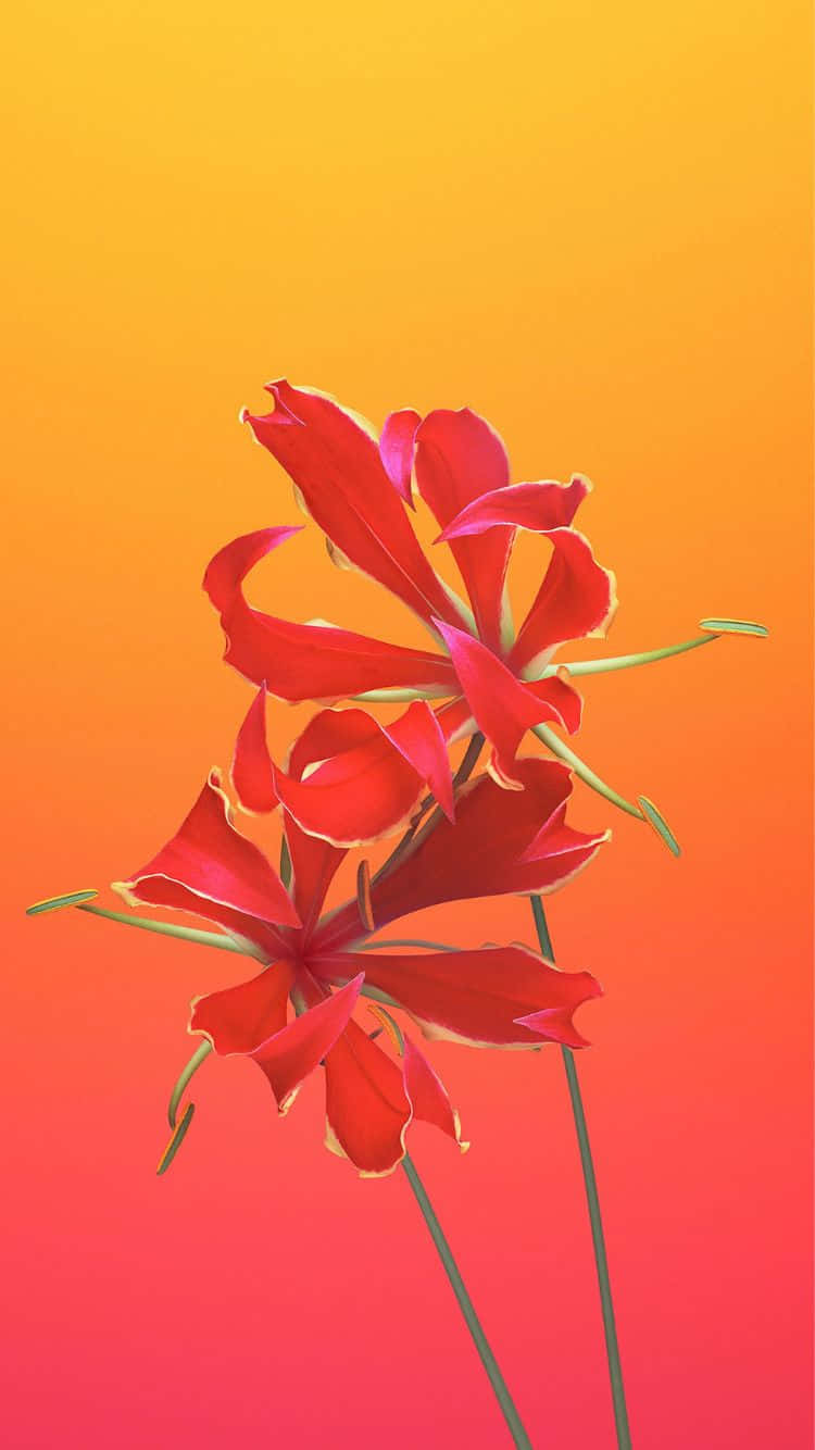 iPhone 6s 桌布 壁紙 — 鮮豔的紅色花朵，花瓣細膩，在溫暖漸變的日落天空下綻放。