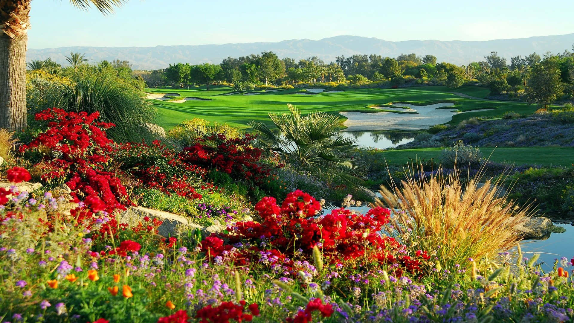 Golf Course 桌布 壁紙 — 鮮豔的紅色花朵和紫色花朵環繞著鬱鬱蔥蔥的綠色高爾夫球場，球場沿著平靜的水障礙蜿蜒而行，遠處群山在清澈的藍天下。
