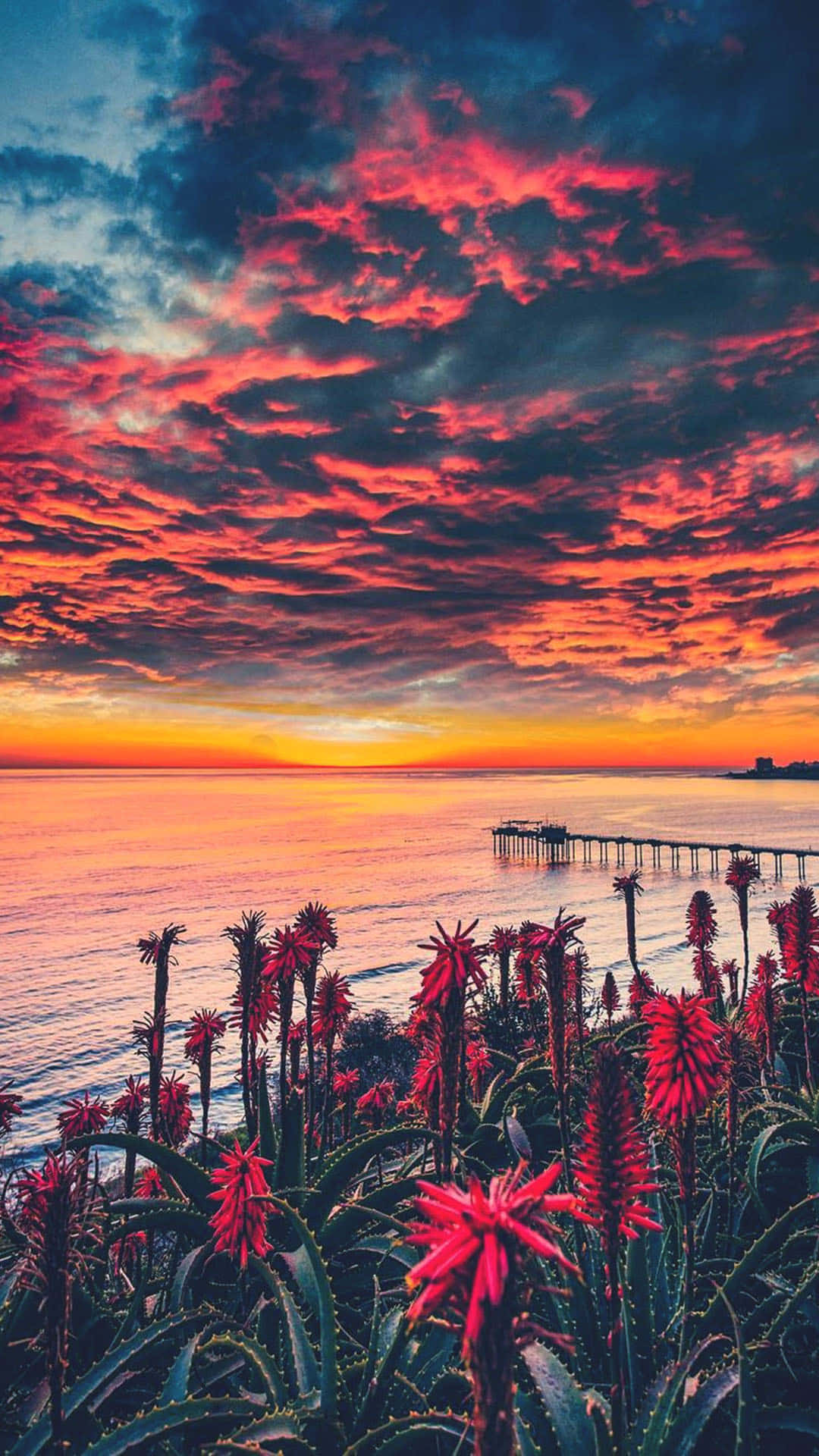 桌布 壁紙 — 鮮豔的紅色花朵在前景盛開，熾熱的夕陽在海洋和碼頭上繪出戲劇性的雲彩。