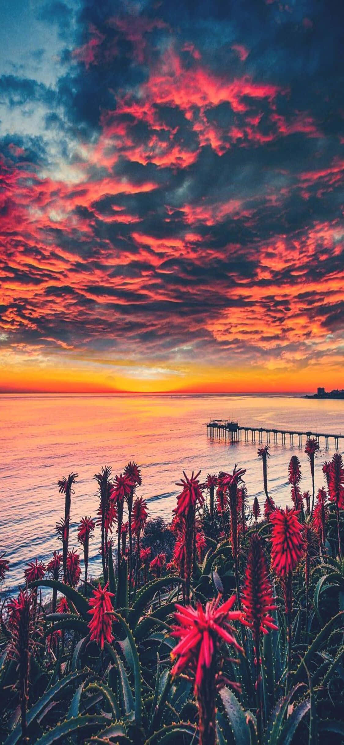iPhone X California 桌布 壁紙 — 鮮豔的紅色花朵在前景盛開，熾熱的夕陽在海洋和碼頭上繪出戲劇性的雲彩。