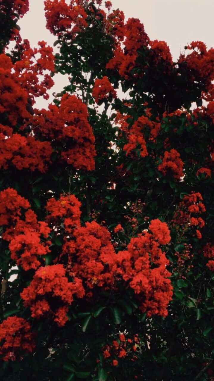 Red Flower Aesthetic 桌布 壁紙 — 鮮豔的紅色花朵在樹上密集綻放，映襯著蒼白的天空和深綠色的葉子。