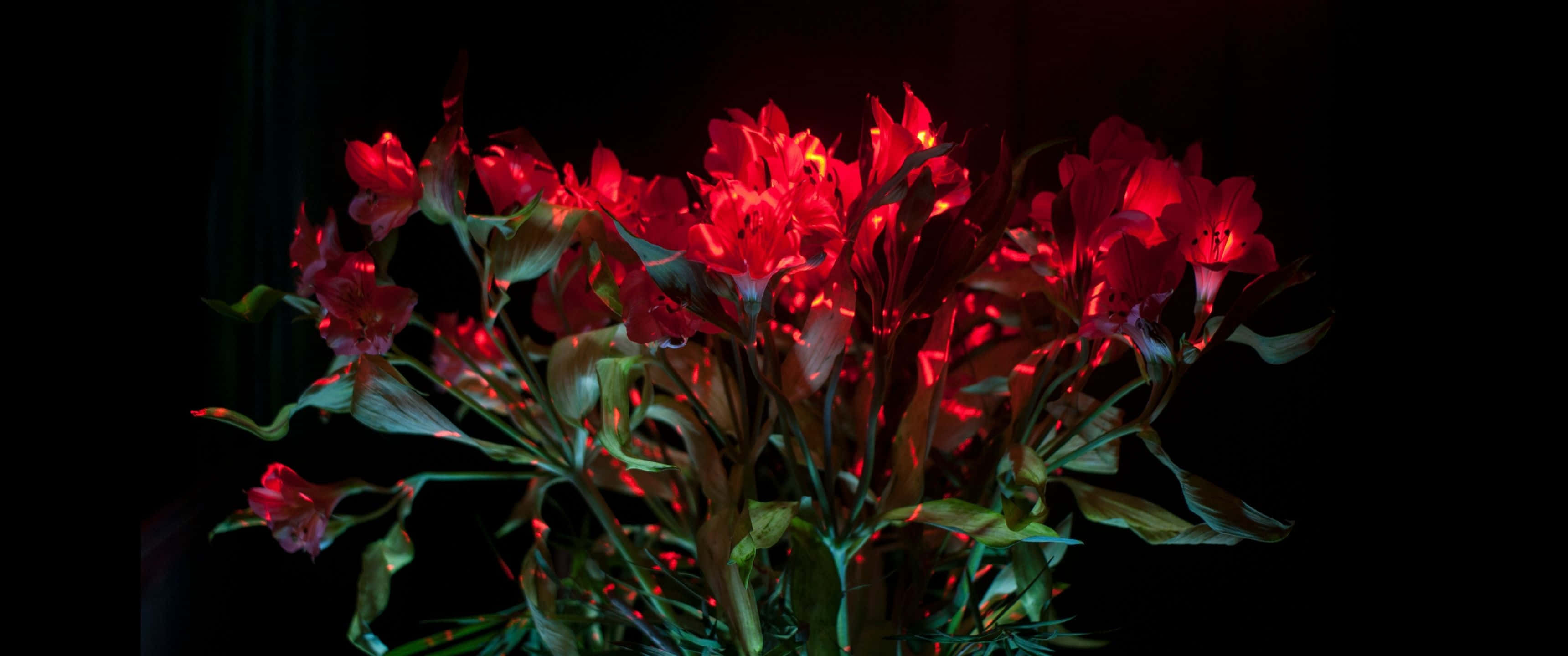 3440x1440 桌布 壁紙 — 鮮豔的紅色花朵在漆黑的背景中發光，微妙的綠葉增添了對比。