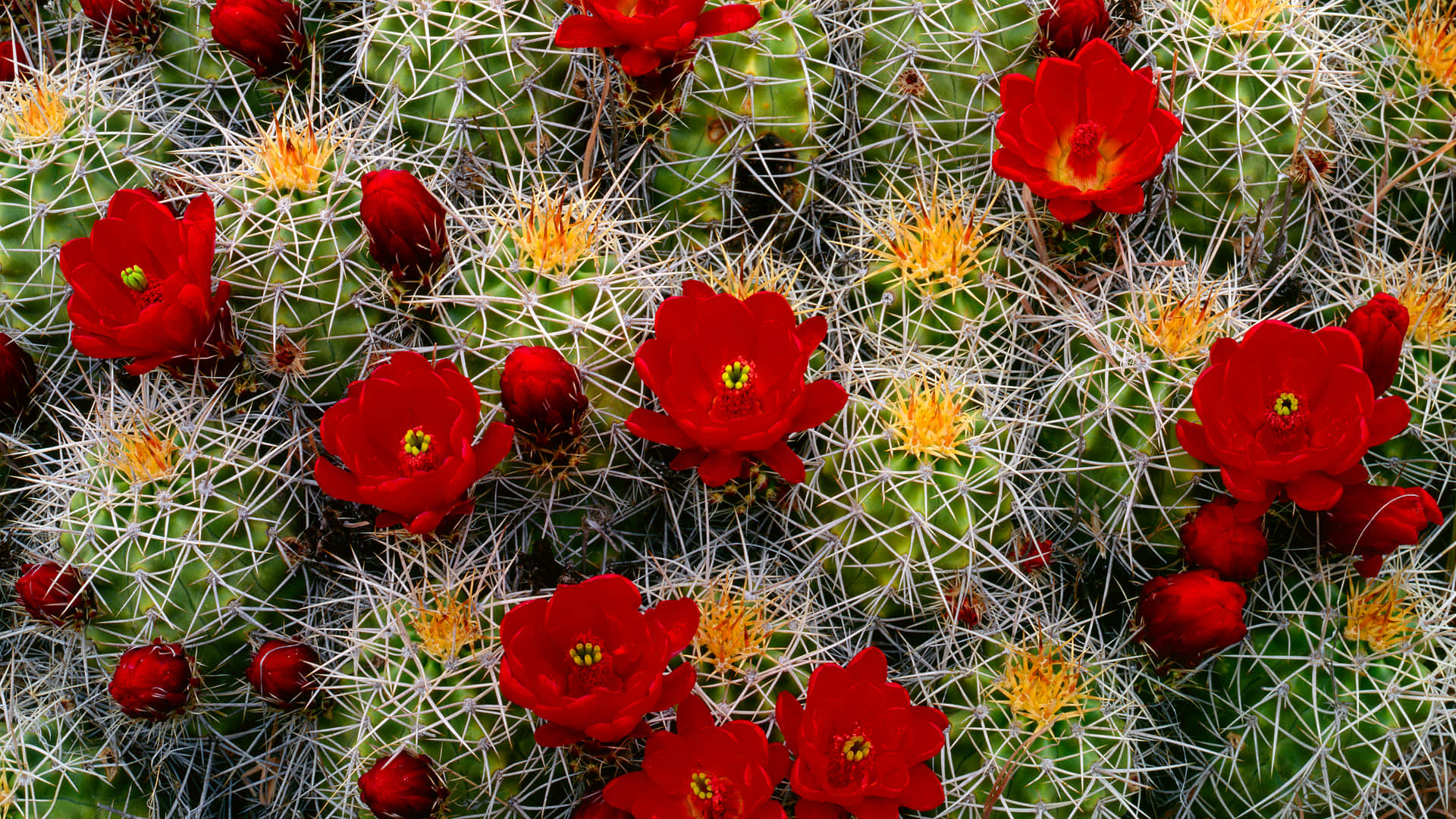 Cactus 桌布 壁紙 — 鮮豔的紅色花朵在茂密、有紋理的沙漠花園中，在綠色多刺的仙人掌頂端盛開。