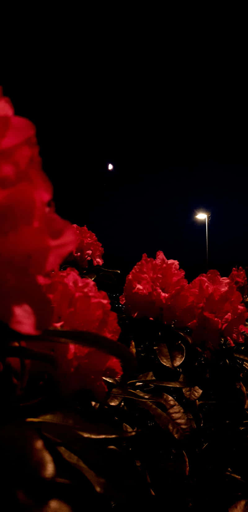 Red Flower Aesthetic 桌布 壁紙 — 鮮豔的紅色花朵在街燈下閃耀，背景是深邃的黑色夜空，遠處有一輪月亮。