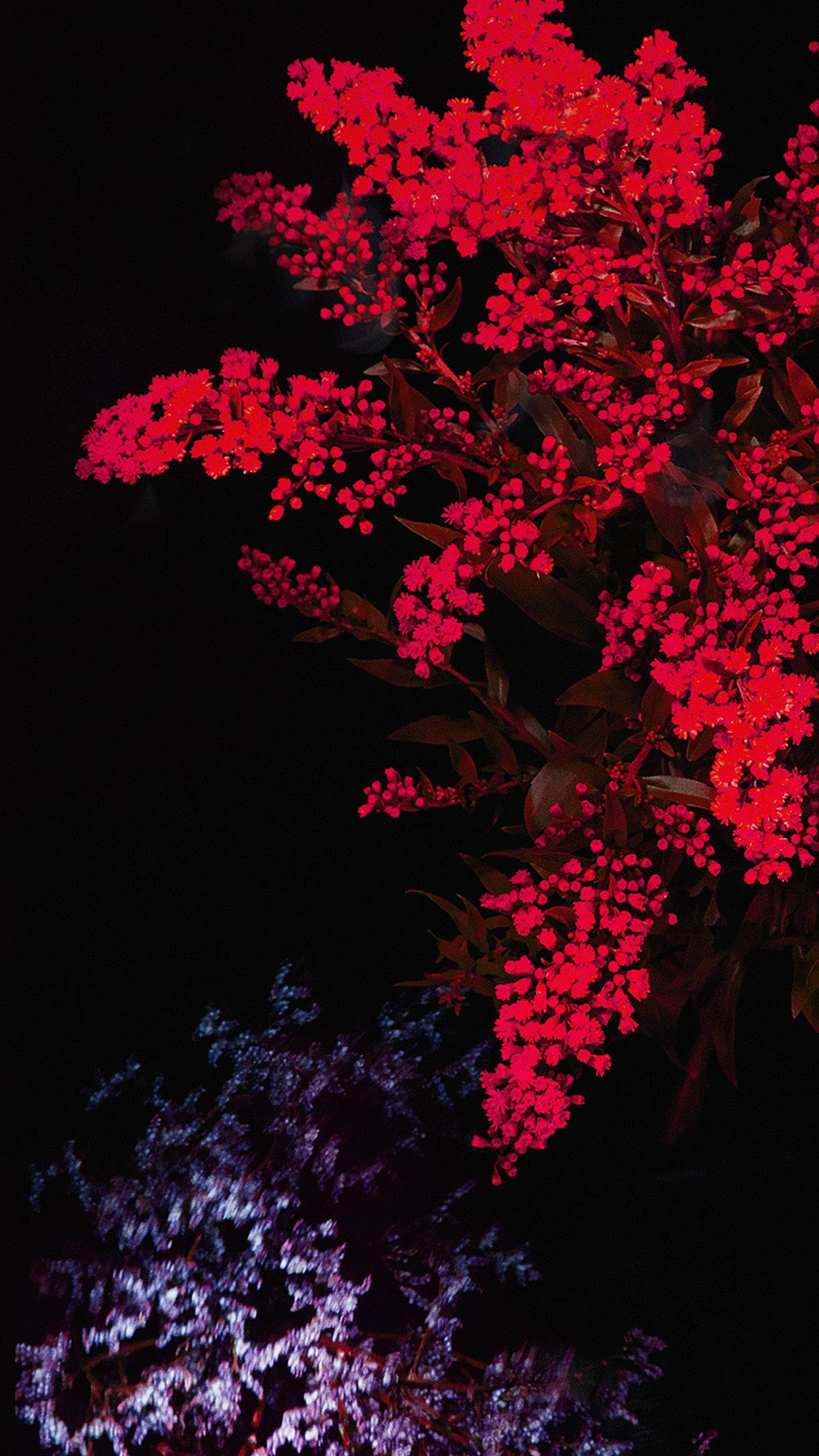 哥德式動圖 桌布 壁紙 — 鮮豔的紅色花朵在黑色夜空中綻放，下方有紫色燈光照亮的葉子，形成強烈對比。