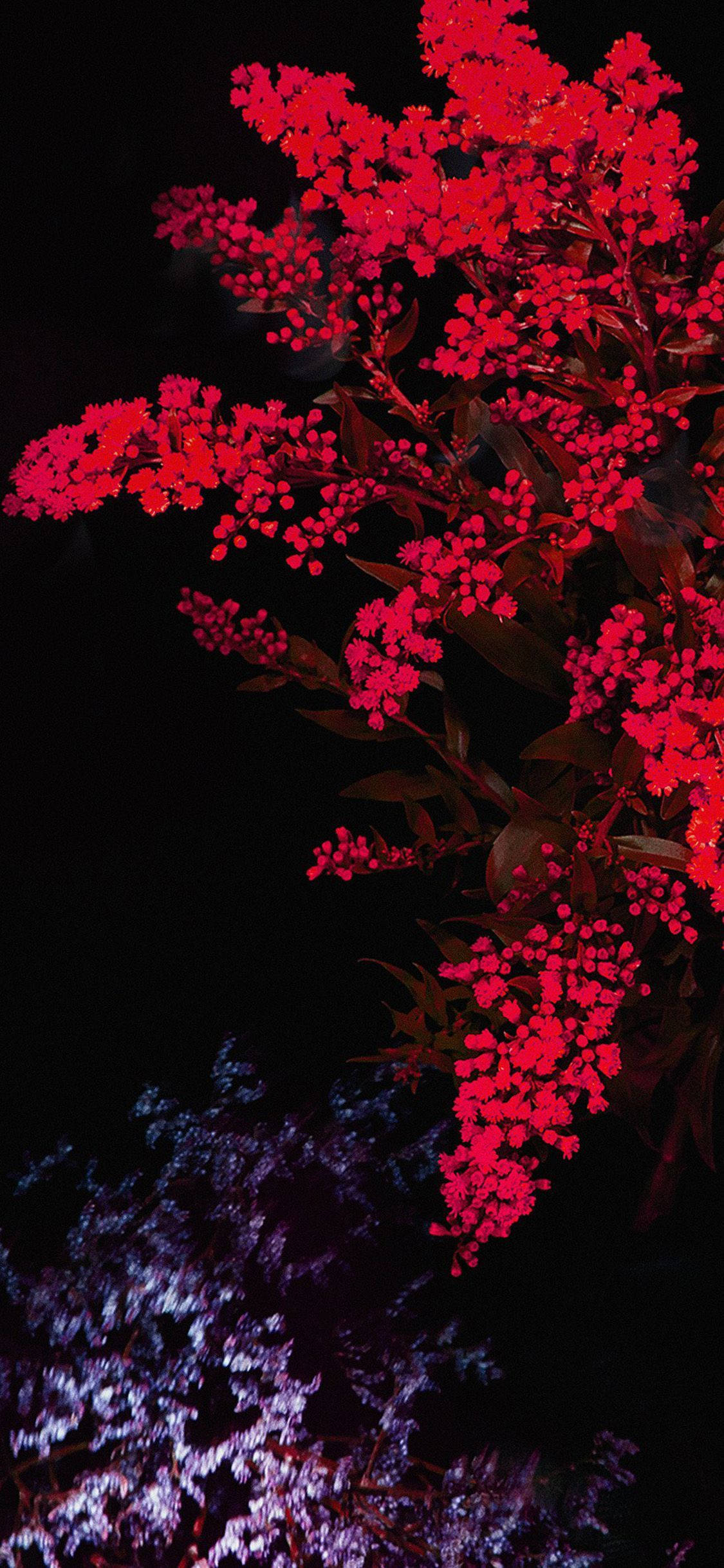 花朵蘋果 桌布 壁紙 — 鮮豔的紅色花朵在黑色夜空中閃耀，下方有紫色光照的樹葉。