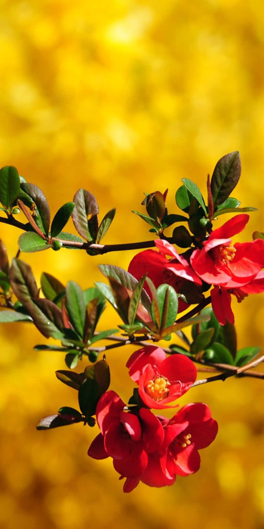 Red Flower 桌布 壁紙 — 鮮豔的紅色花朵帶有黃色花蕊，在金色模糊背景的樹枝上盛開。