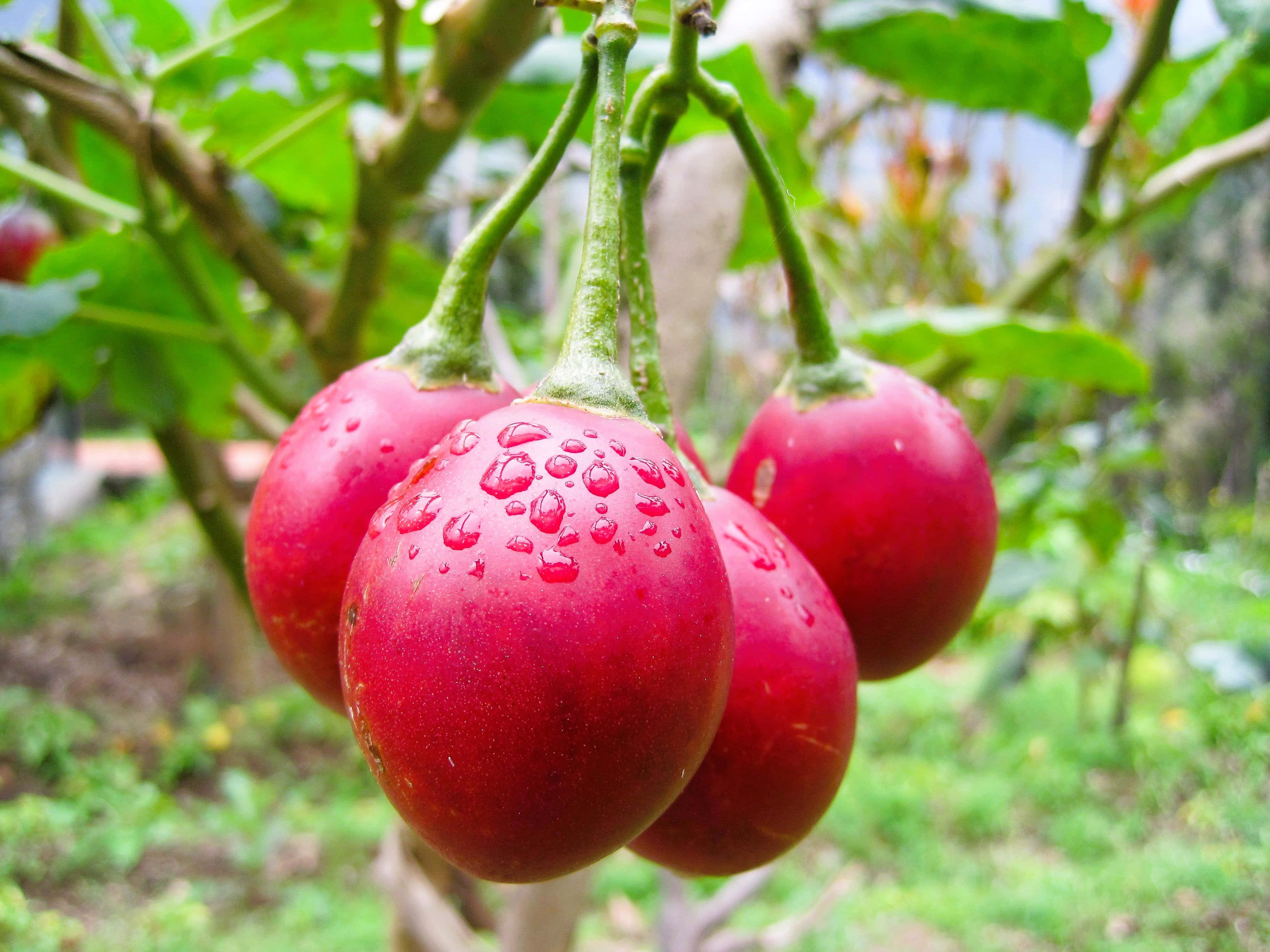 Fruit 桌布 壁紙 — 鮮豔的紅色茄子閃爍著露珠，從綠色莖上垂下，周圍是茂密的綠色葉子。