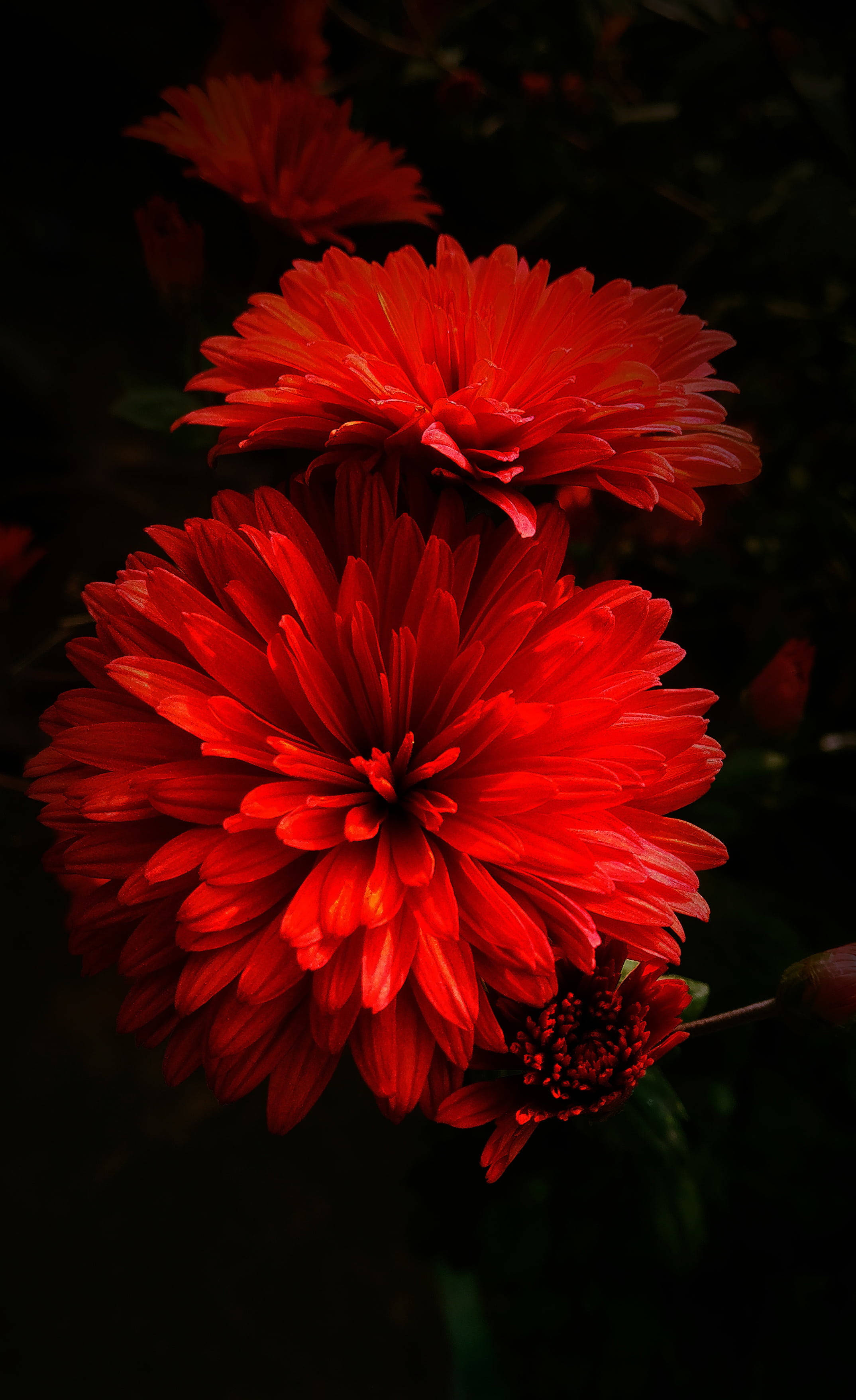 Dahlia 桌布 壁紙 — 鮮豔的紅色菊花在深黑色背景上戲劇性地綻放，帶有柔和的綠色葉子點綴。