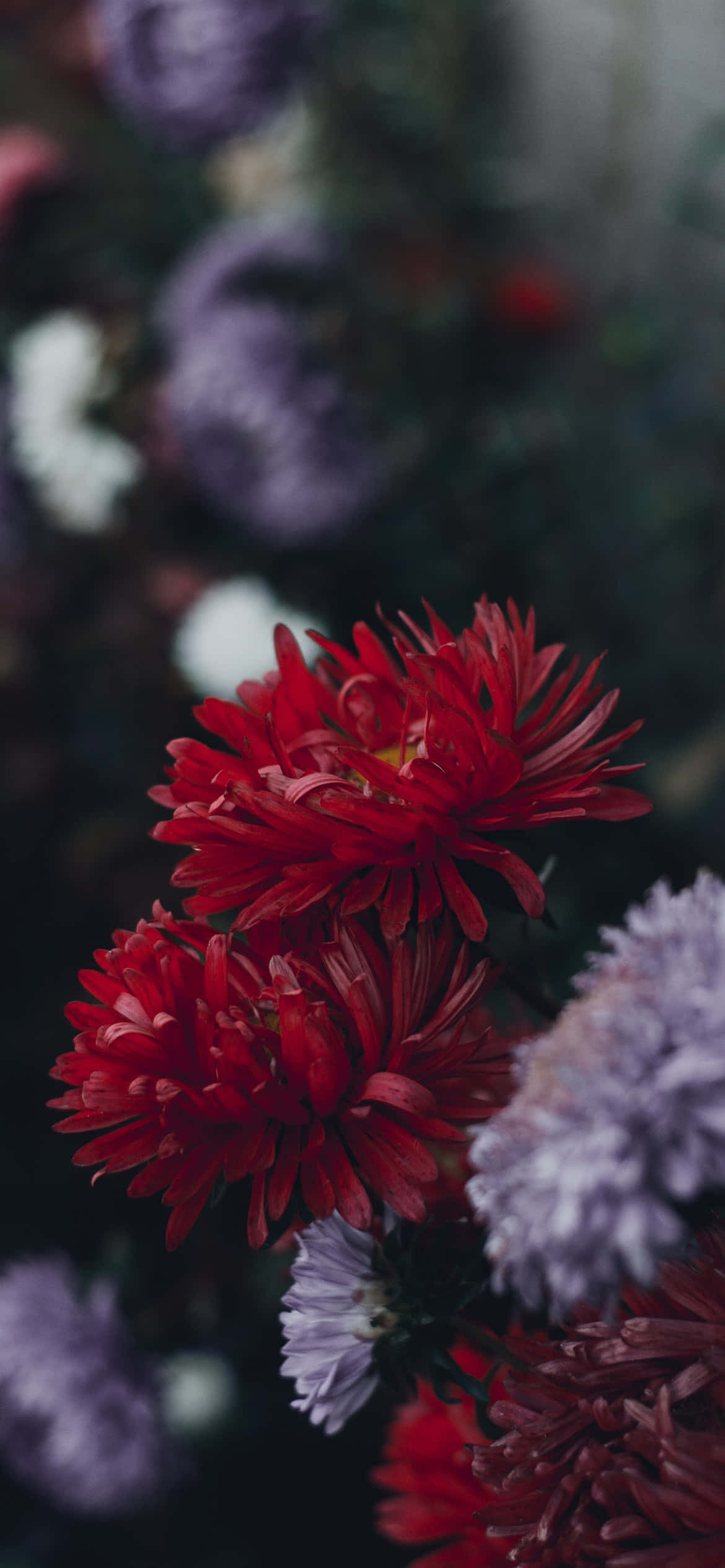 iPhone Flowers 桌布 壁紙 — 鮮豔的紅色菊花在紫色和白色花朵的柔和模糊背景下清晰綻放。