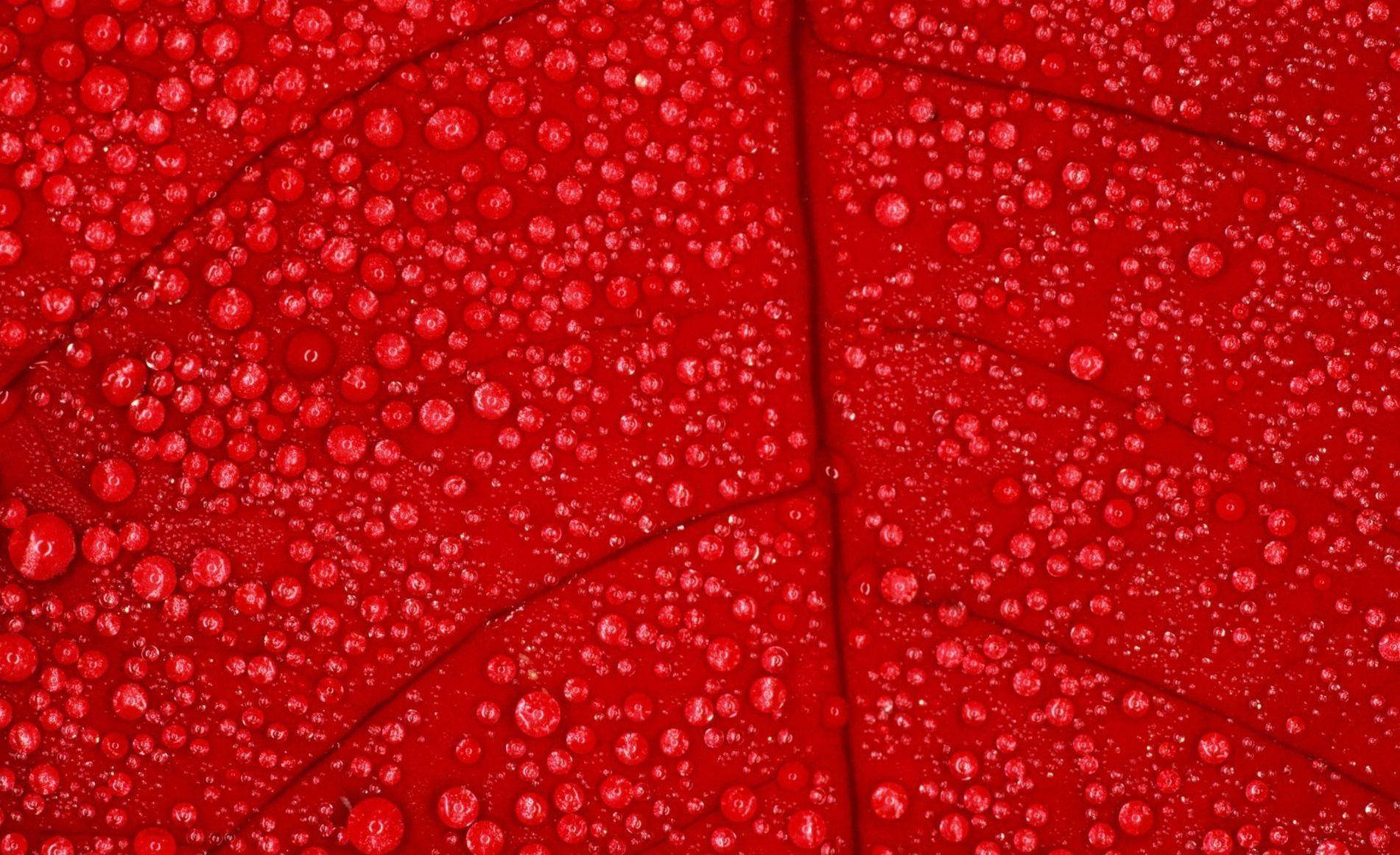 Red Color 桌布 壁紙 — 鮮豔的紅色葉面閃爍著無數露珠，在複雜的葉脈圖案中捕捉光線。
