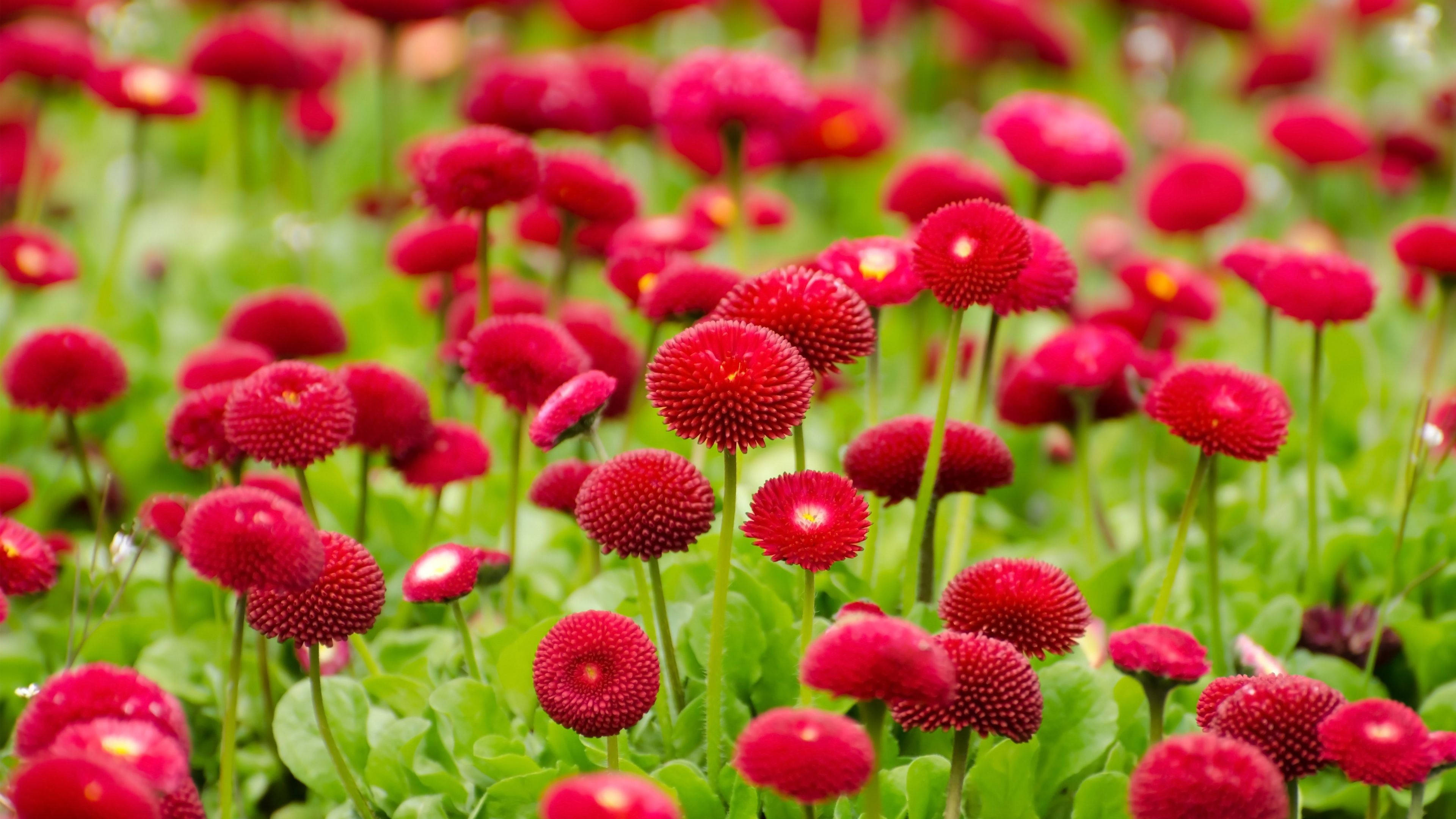花 桌布 壁紙 — 鮮豔的紅色雛菊，花瓣有紋理，在明亮的日光下茂密地盛開在翠綠的田野中。