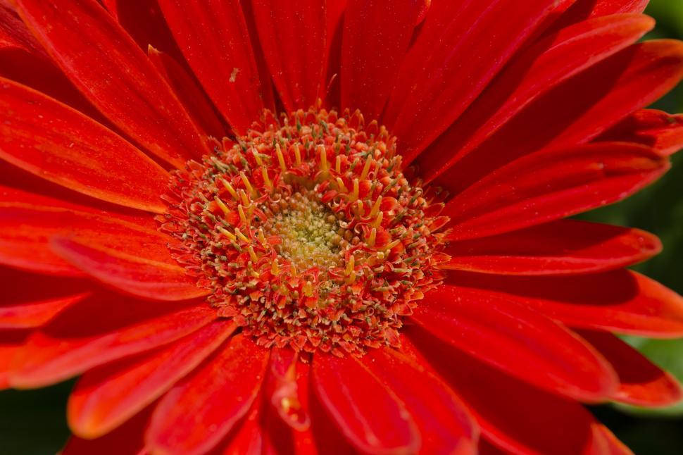 花朵 4K 桌布 壁紙 — 鮮豔的紅色非洲菊雛菊，在明亮的陽光下，露珠閃閃發光，背景是模糊的綠色。