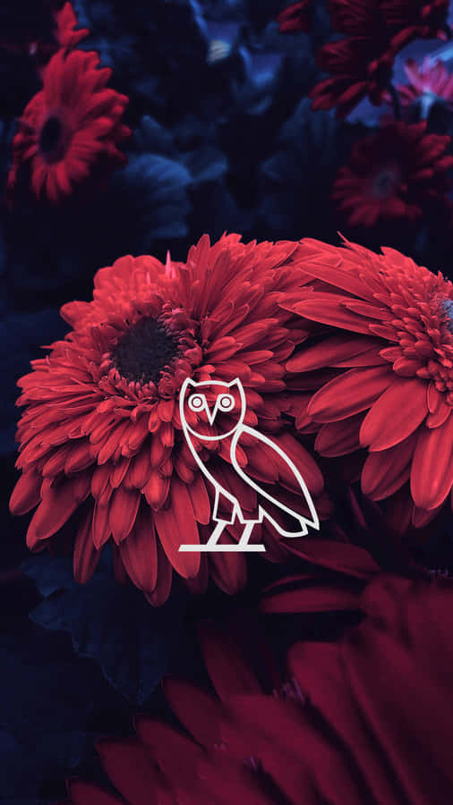 Aesthetic Drake 桌布 壁紙 — 鮮豔的紅色非洲菊雛菊在深藍色背景上盛開，白色貓頭鷹標誌位於花瓣中央。