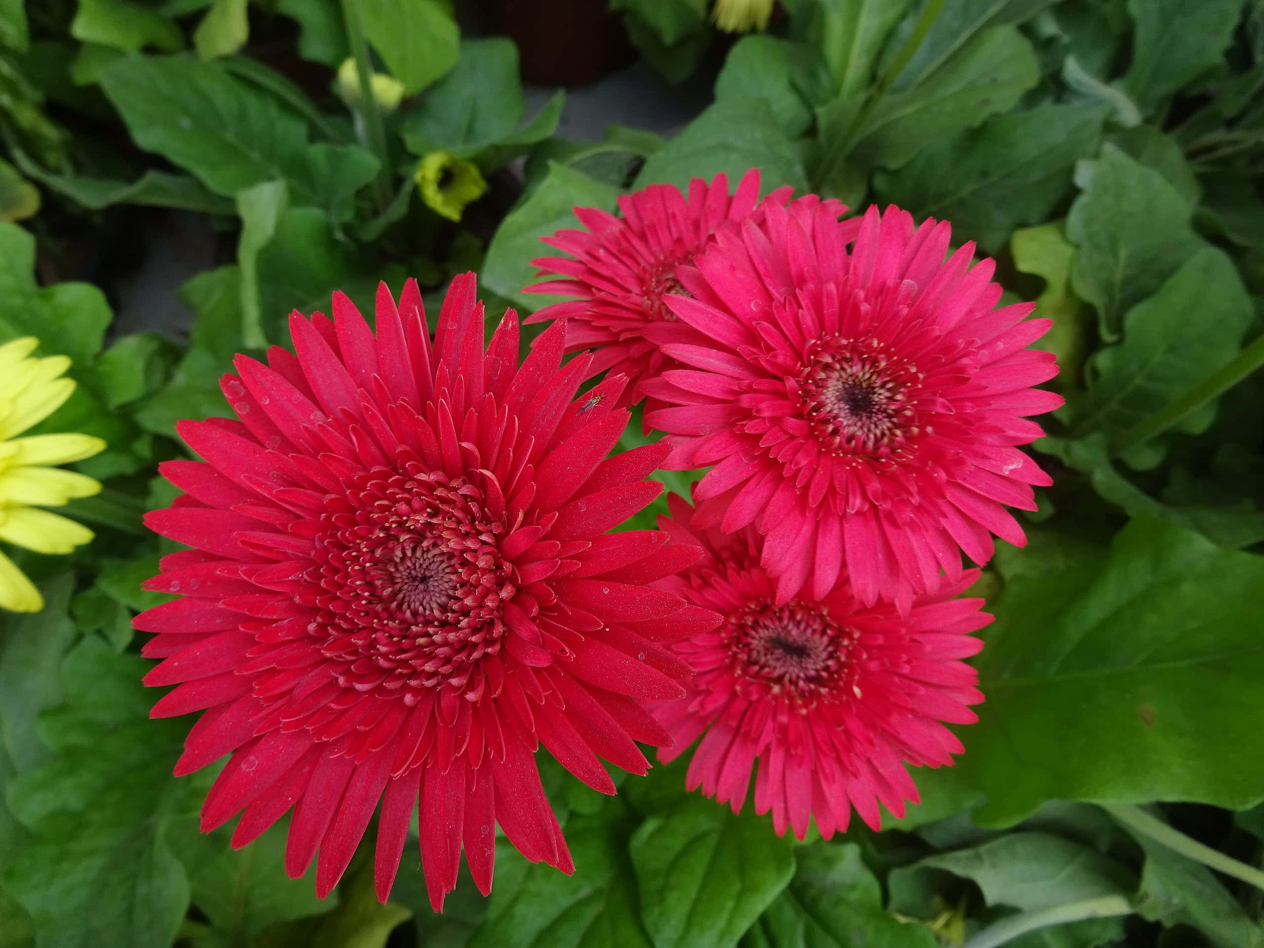 Beautiful Flower 桌布 壁紙 — 鮮豔的紅色非洲菊雛菊帶著露珠，在茂密的綠葉和少許黃花中盛開。