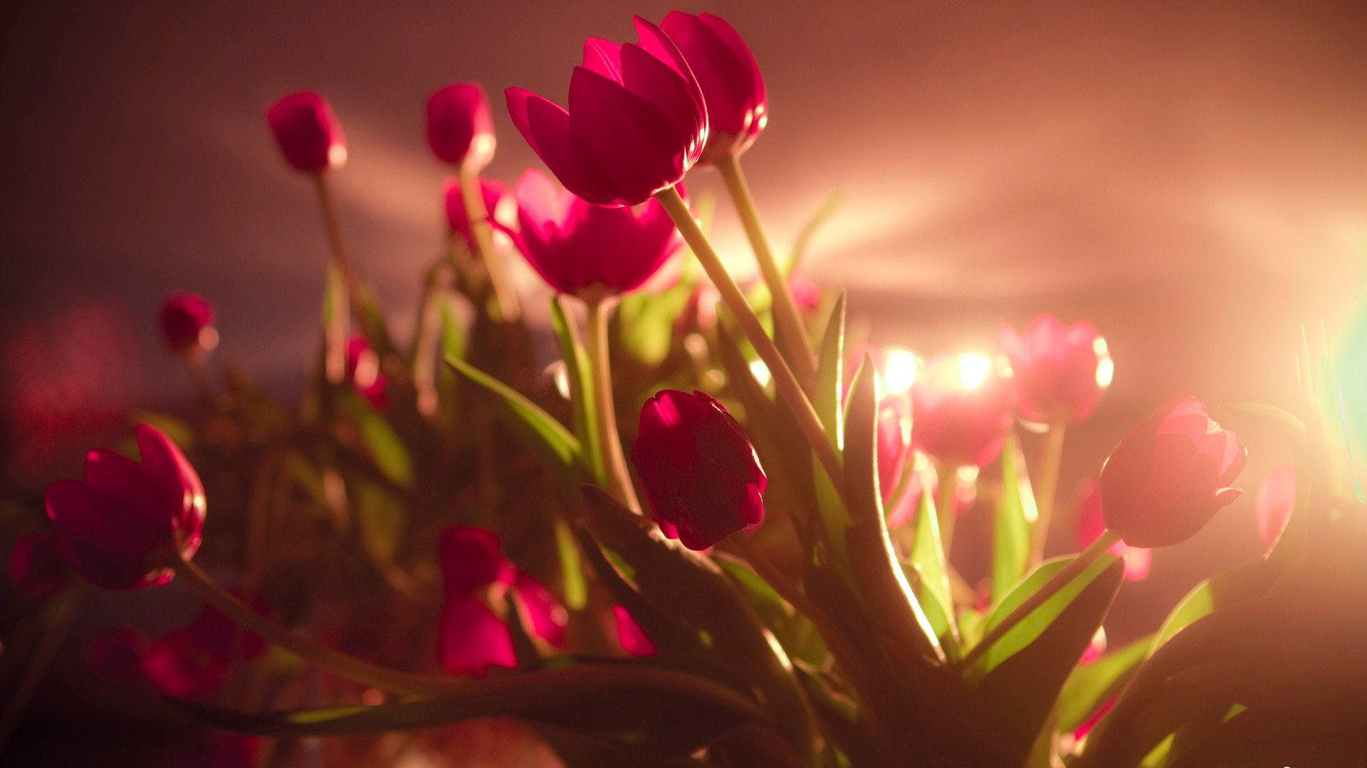 Tulip 桌布 壁紙 — 鮮豔的紅色鬱金香在柔和的金色日落背景下溫暖地發光，帶有鏡頭光暈。