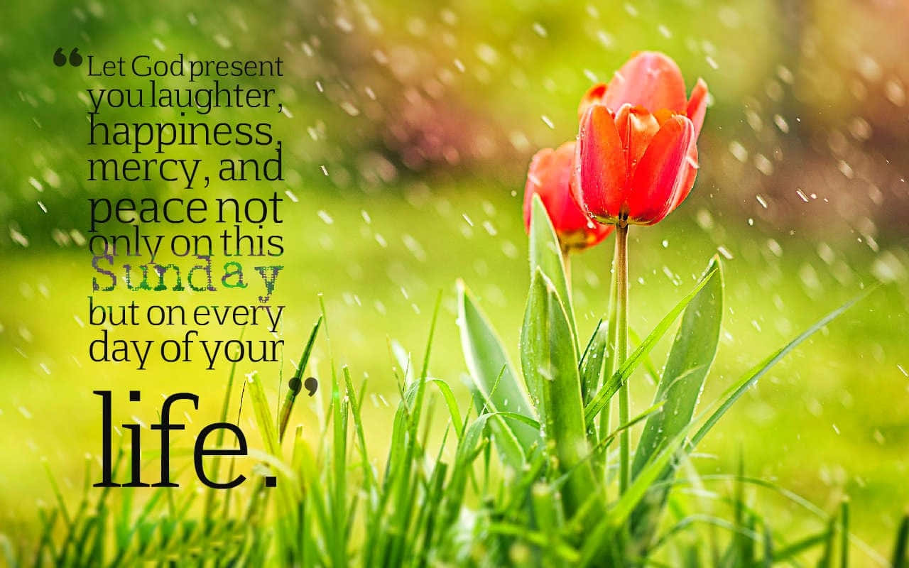 Spring Quotes 桌布 壁紙 — 鮮豔的紅色鬱金香在沾滿露珠的綠草中綻放，沐浴在柔和的陽光下，並覆蓋著一句鼓舞人心的引言。