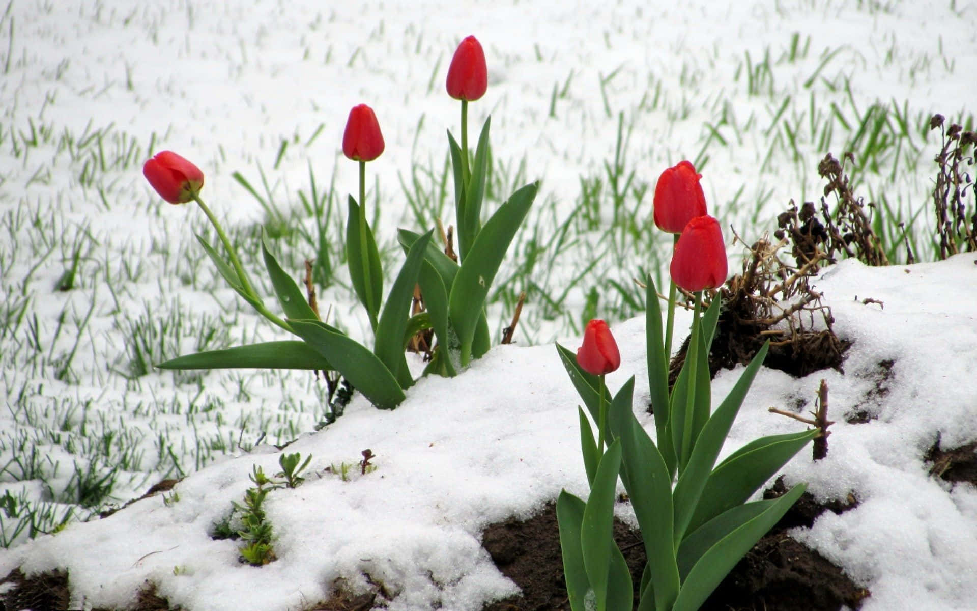 Winter Flowers 桌布 壁紙 — 鮮豔的紅色鬱金香從融雪中冒出，在清爽的冬日田野中，綠草隱約可見。