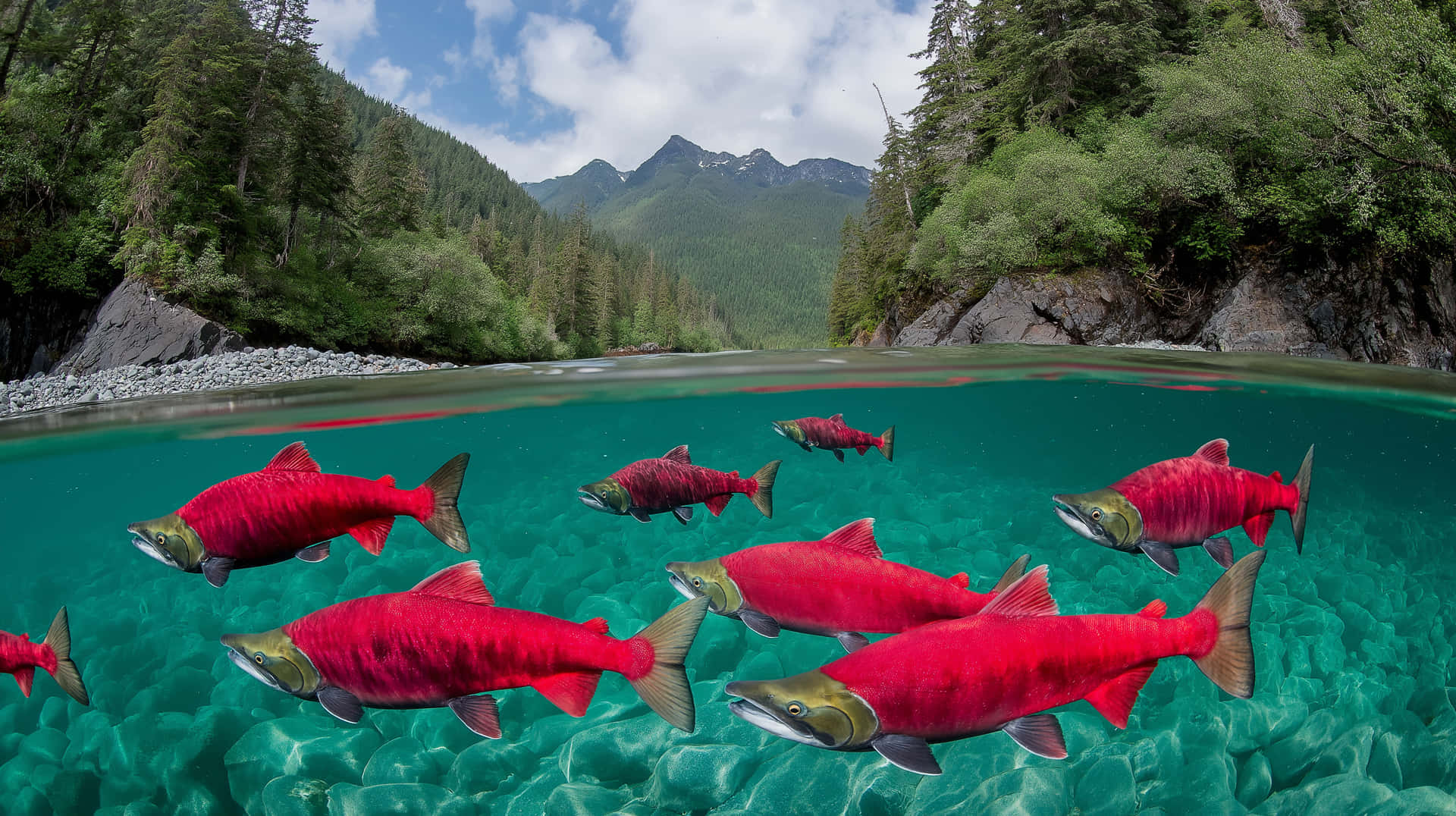 Salmon's View: Immersive Dive into Deep Murky Water 壁紙 — 鮮豔的紅色鮭魚在清澈碧綠的水中游動，下方是森林覆蓋的山谷，有岩石海岸和部分多雲的天空。