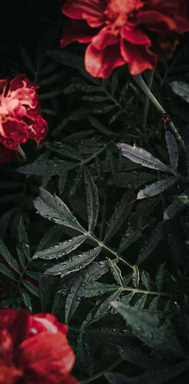Aesthetic Floral 桌布 壁紙 — 鮮豔的紅花在深綠色葉子中綻放，葉子上閃爍著雨滴，營造出陰鬱的花園場景。