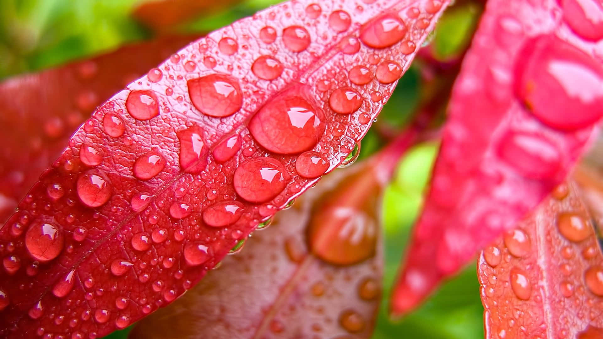 Fall Dew 桌布 壁紙 — 鮮豔的紅葉上，晶瑩剔透的水珠閃爍著光芒，映襯著柔和的綠色模糊背景。