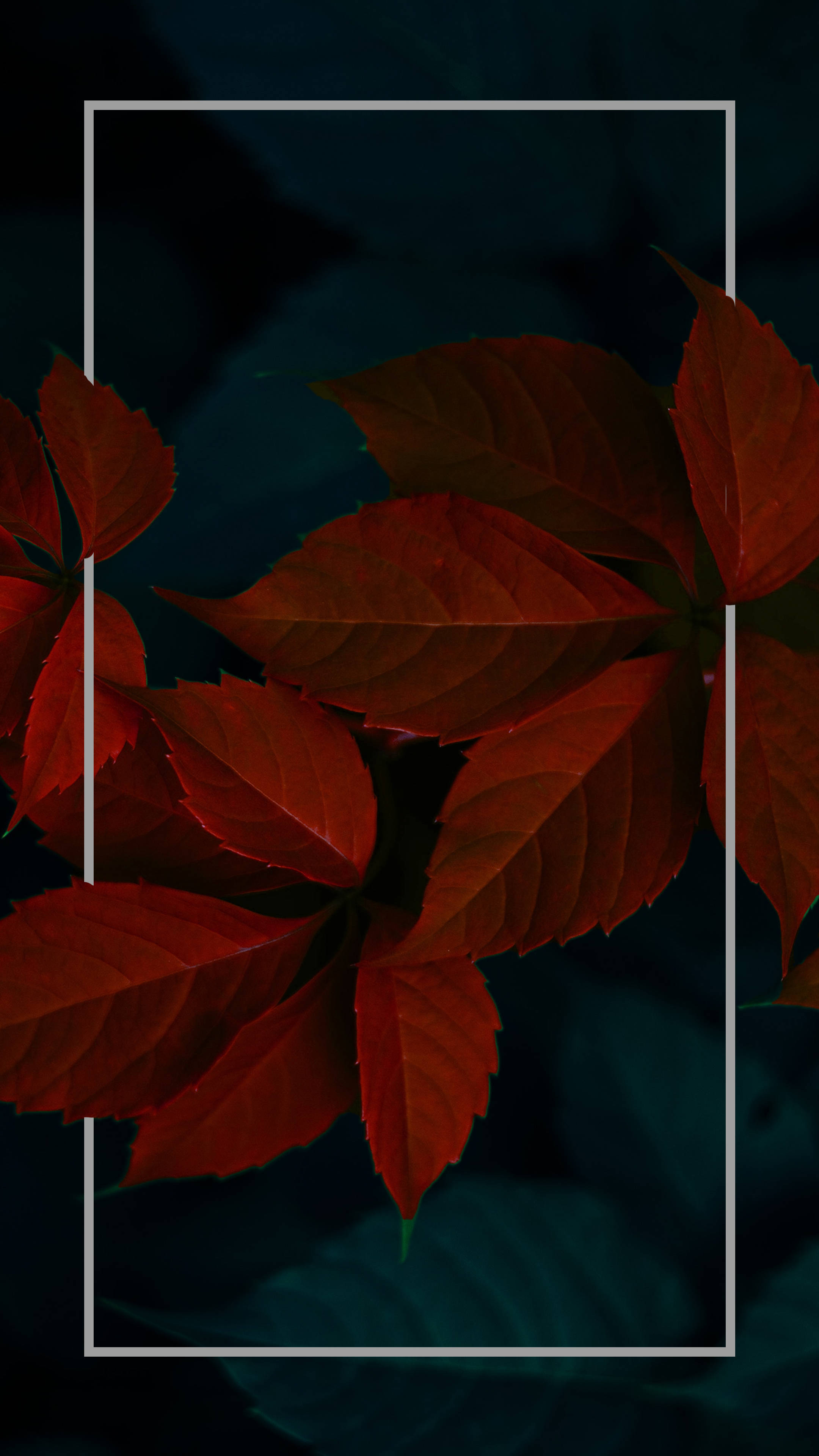哥德式動圖 桌布 壁紙 — 鮮豔的紅葉在深藍綠色背景上發光，並以細白的邊框框起。