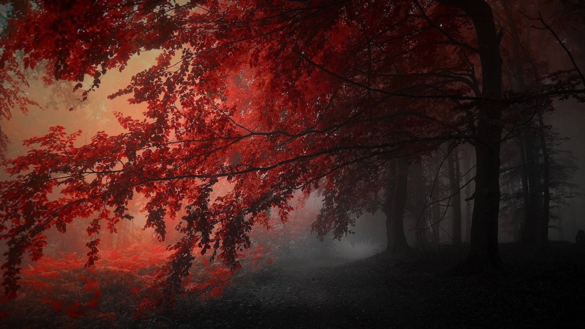紅黑美學 桌布 壁紙 — 鮮豔的紅葉在迷霧森林中沉重地垂掛，沐浴在透過樹冠過濾的溫暖金色光線中。
