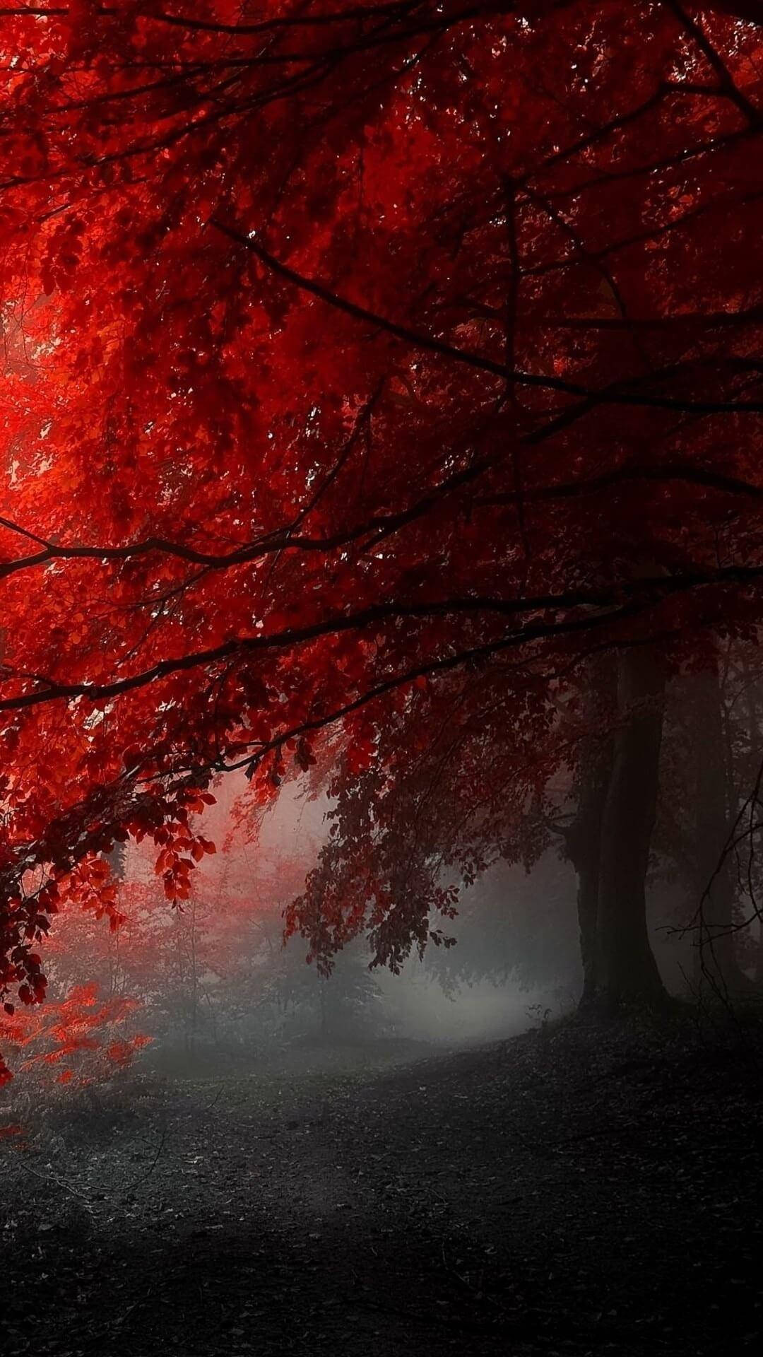 紅色 iPhone 桌布 壁紙 — 鮮豔的紅葉在黑暗的樹枝下形成樹冠，籠罩著一條霧氣瀰漫的森林小徑，營造出令人難忘的秋日景象。