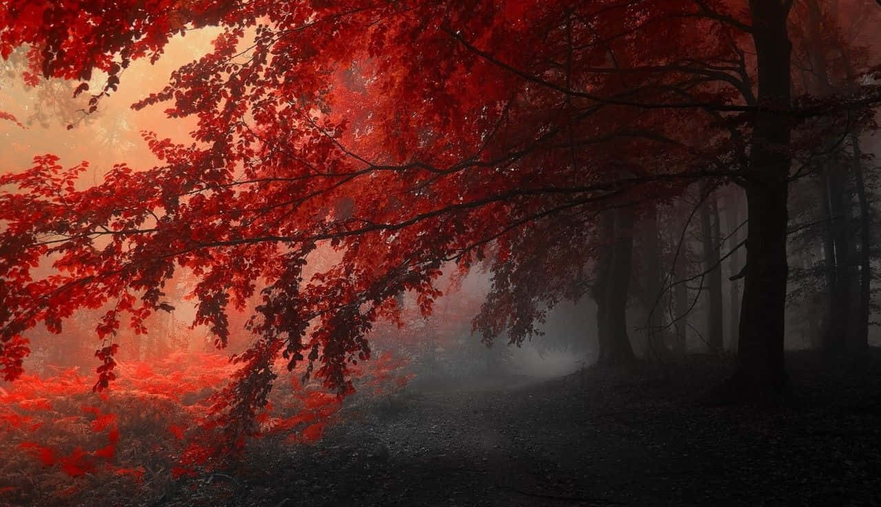 Fall Mist 桌布 壁紙 — 鮮豔的紅葉垂掛在霧氣瀰漫的森林小徑上，小徑在溫暖的日出光芒中閃耀。